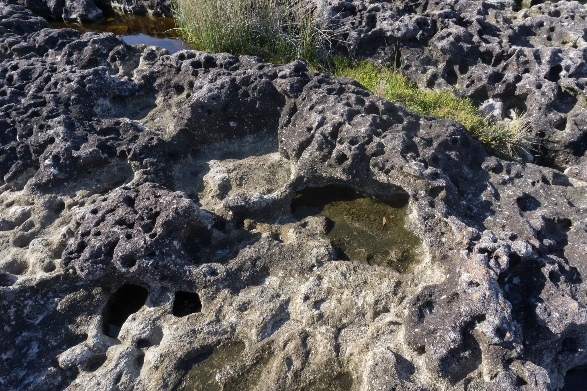 70 photos of Sponge Marine Rocks and Boulders