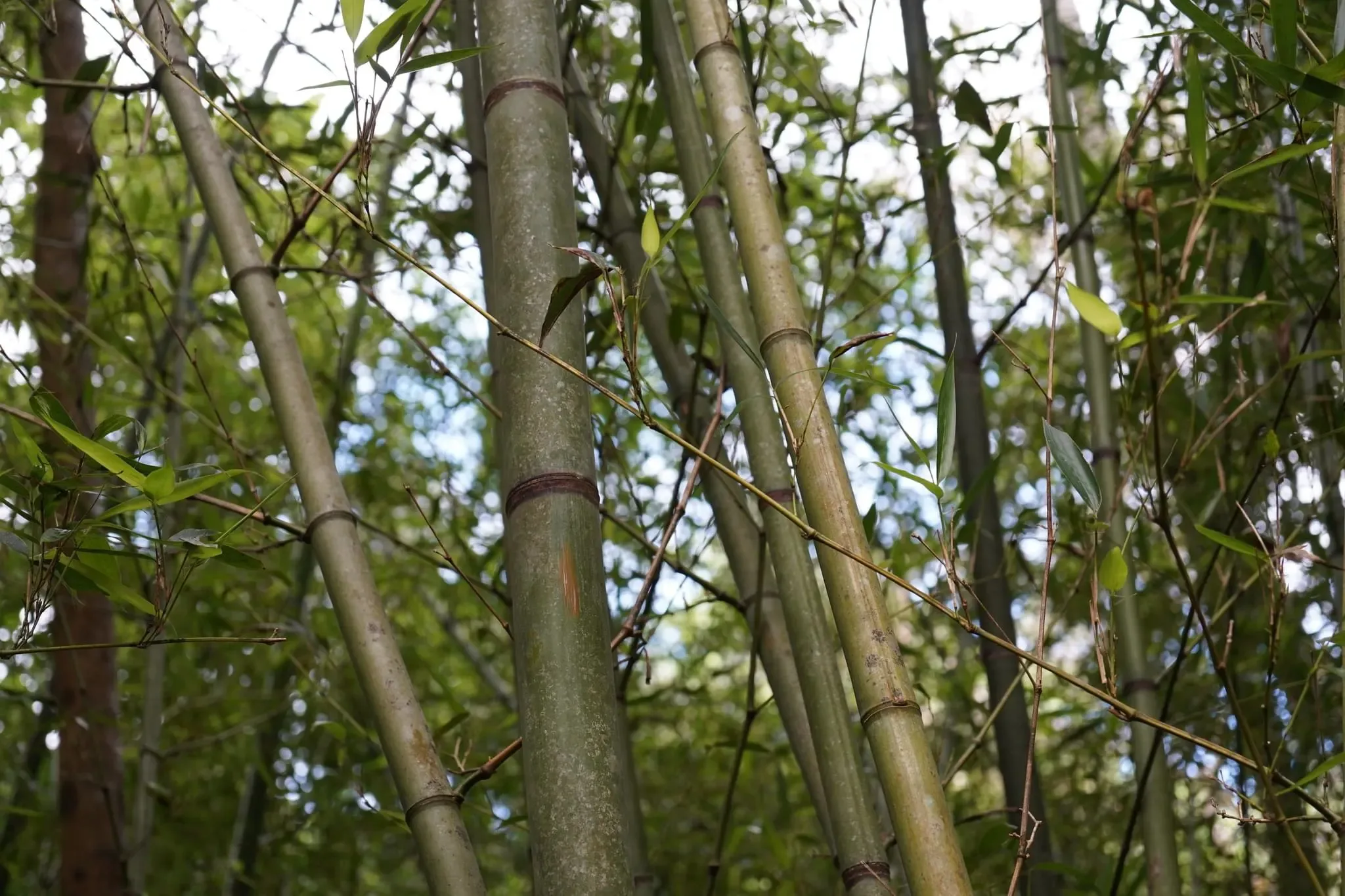 170 photos of Bamboo Forest