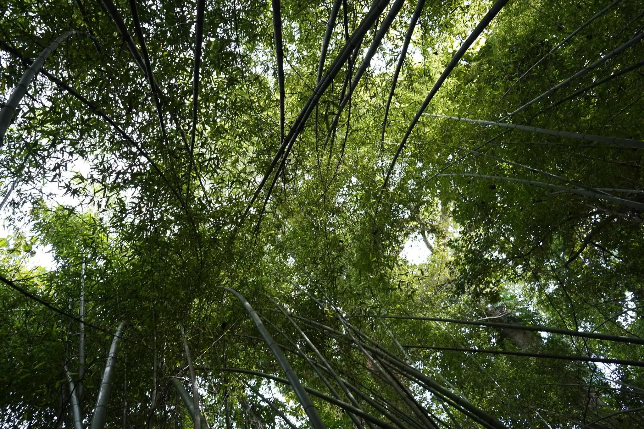 170 photos of Bamboo Forest