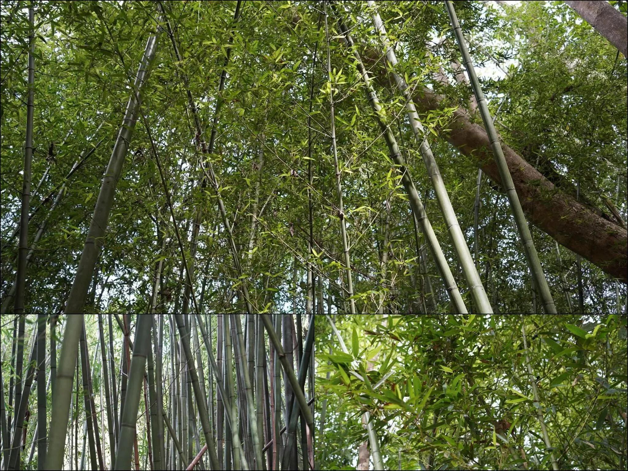 170 photos of Bamboo Forest