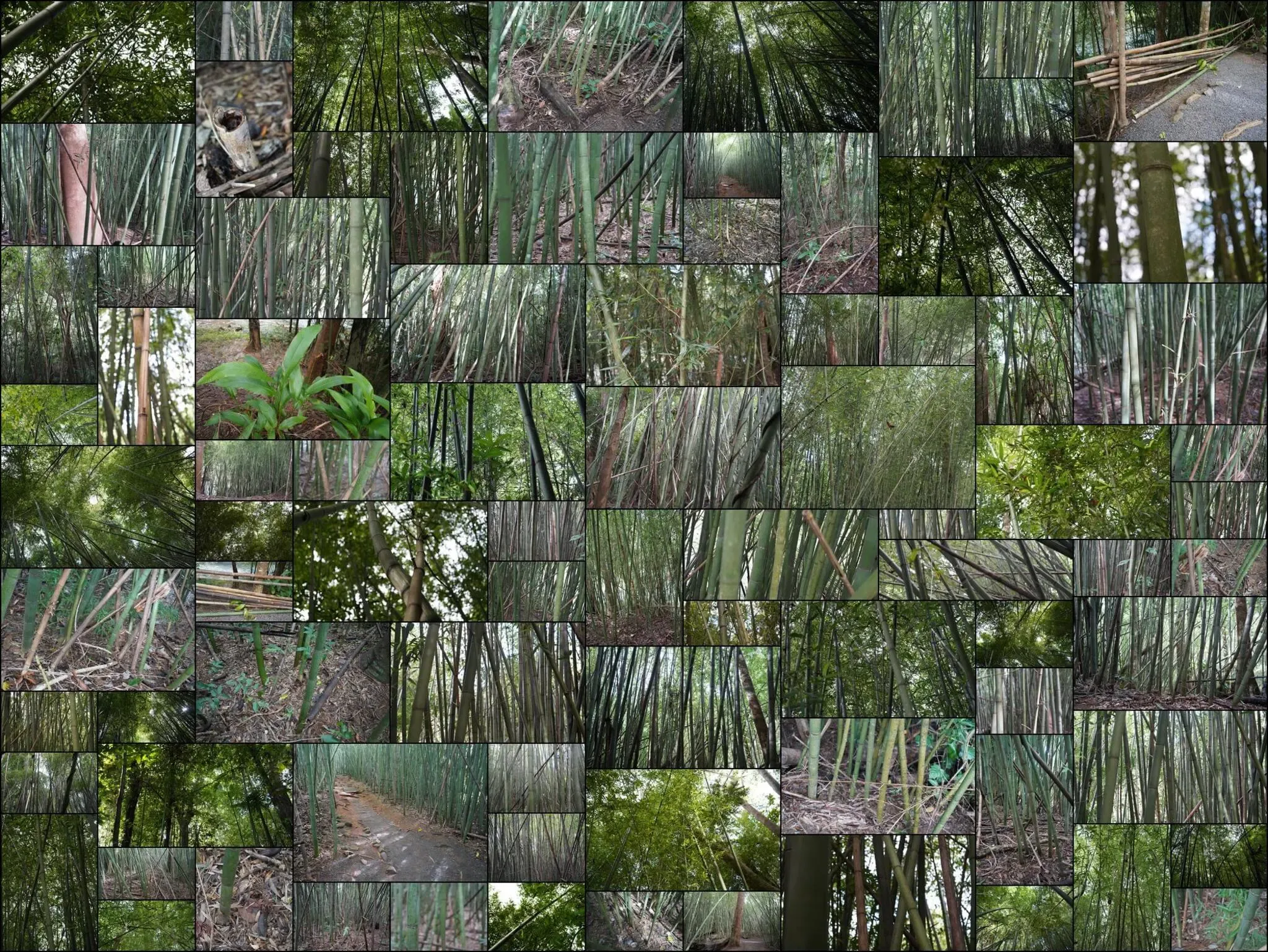 170 photos of Bamboo Forest