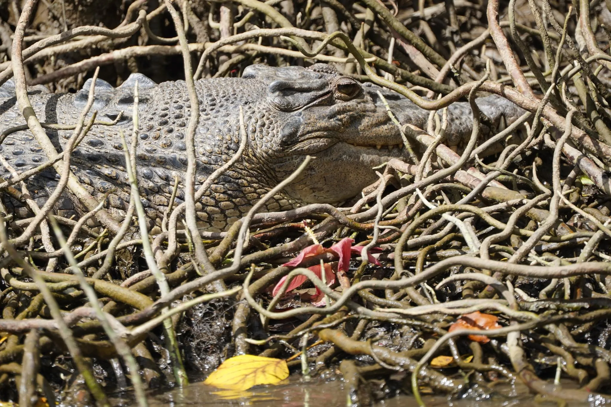 136 photos of Saltwater Crocodiles in Wild
