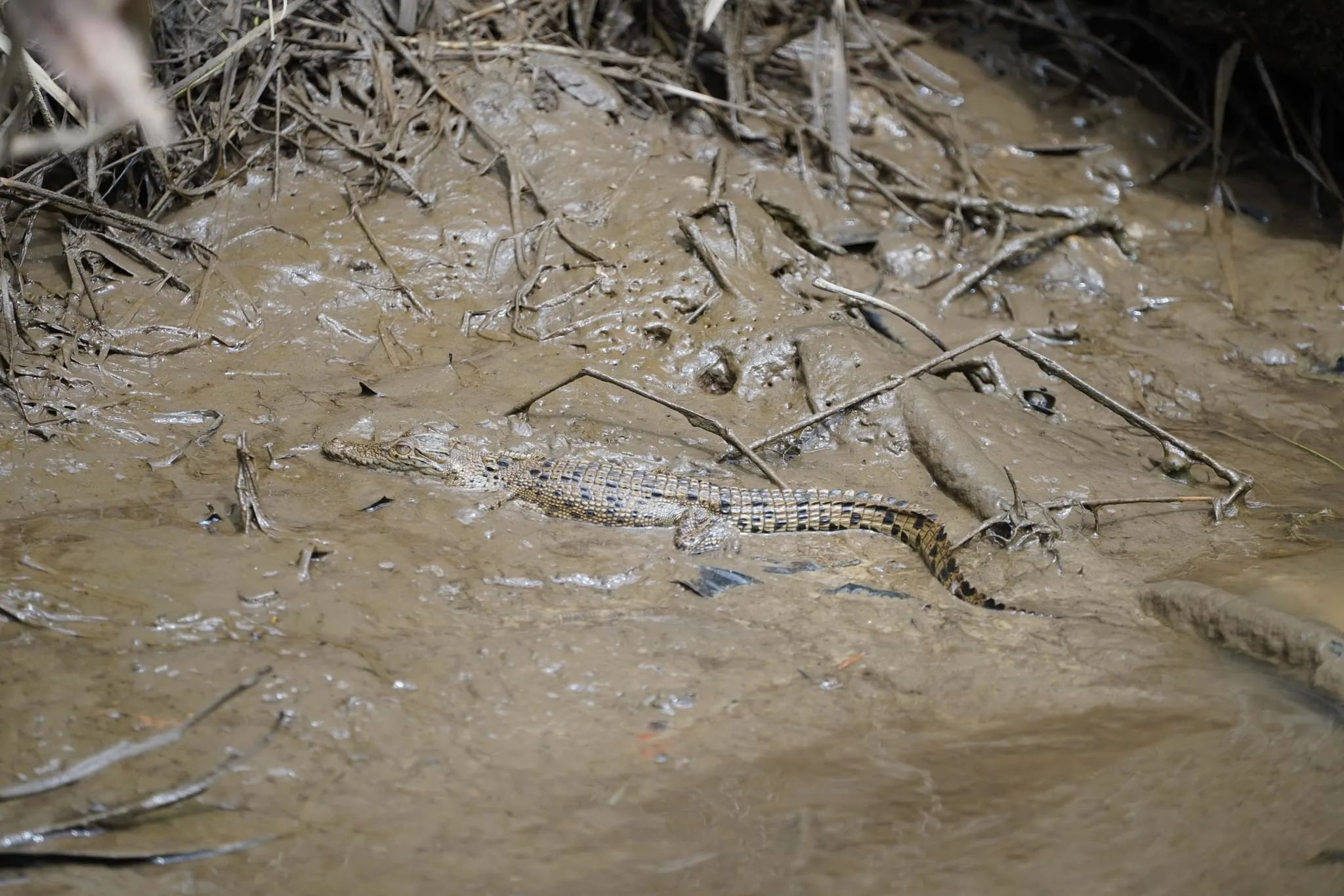 136 photos of Saltwater Crocodiles in Wild