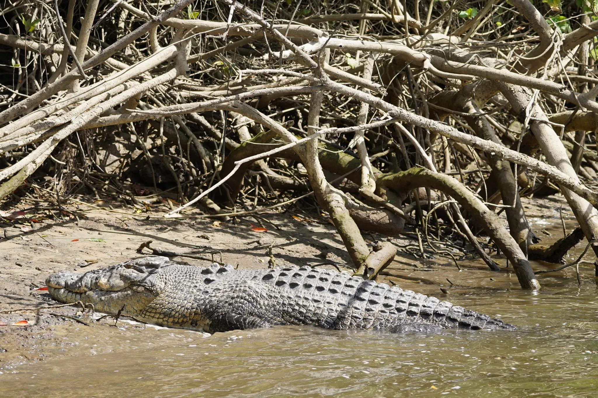 136 photos of Saltwater Crocodiles in Wild