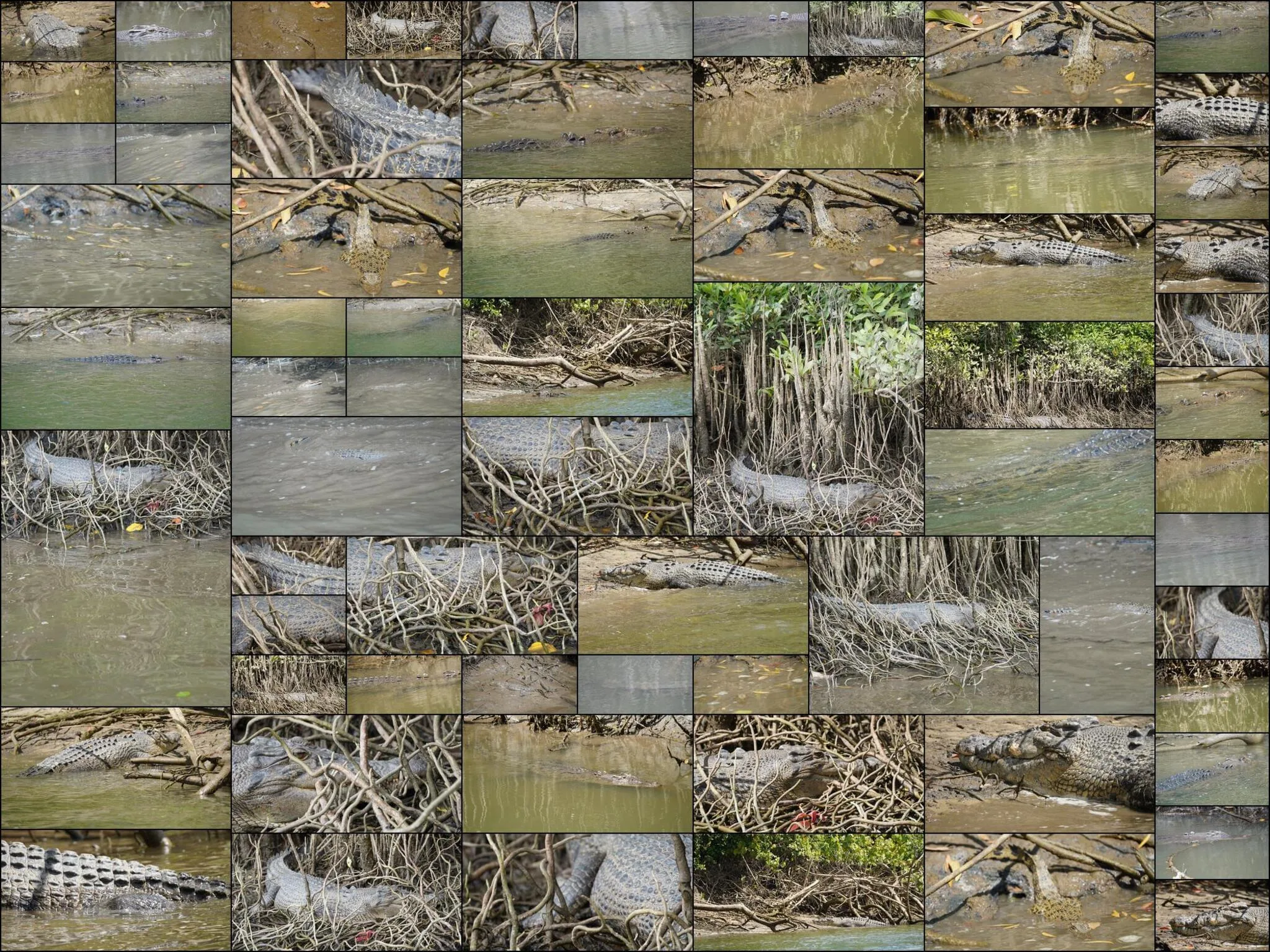 136 photos of Saltwater Crocodiles in Wild