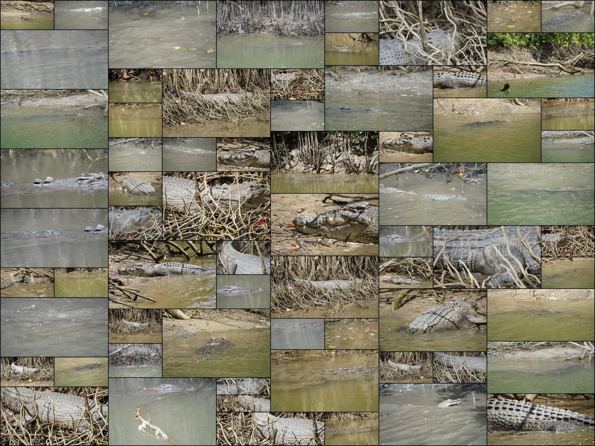 136 photos of Saltwater Crocodiles in Wild