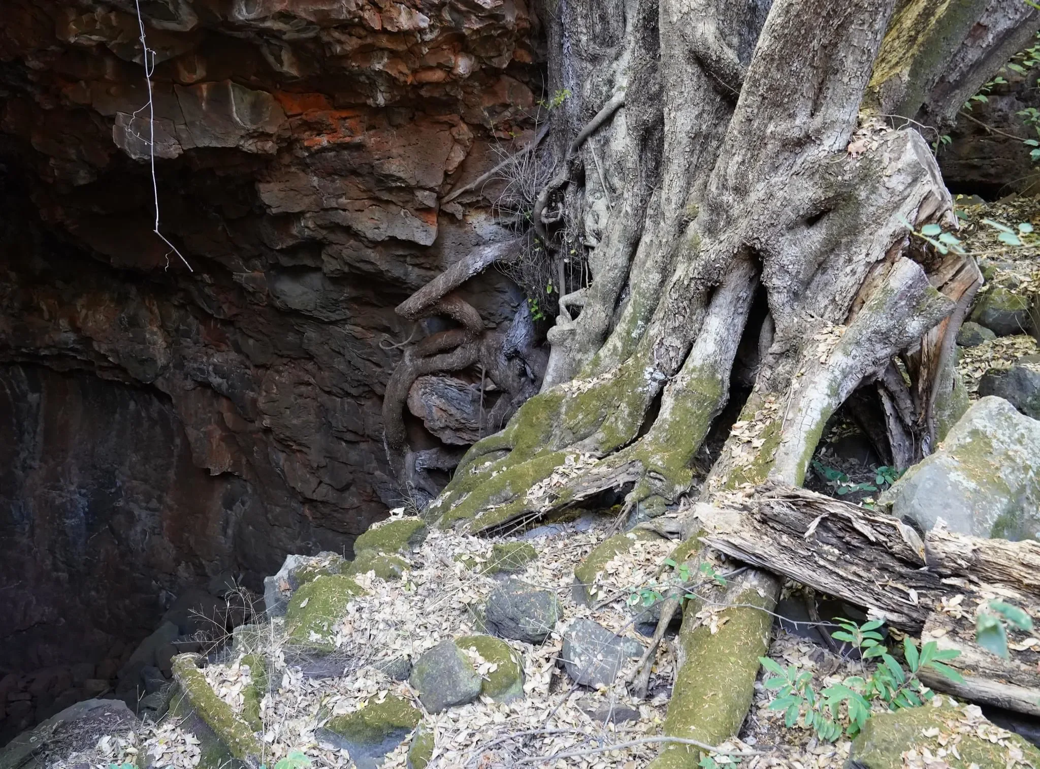 77 photos of Overgrowing Lava Tube