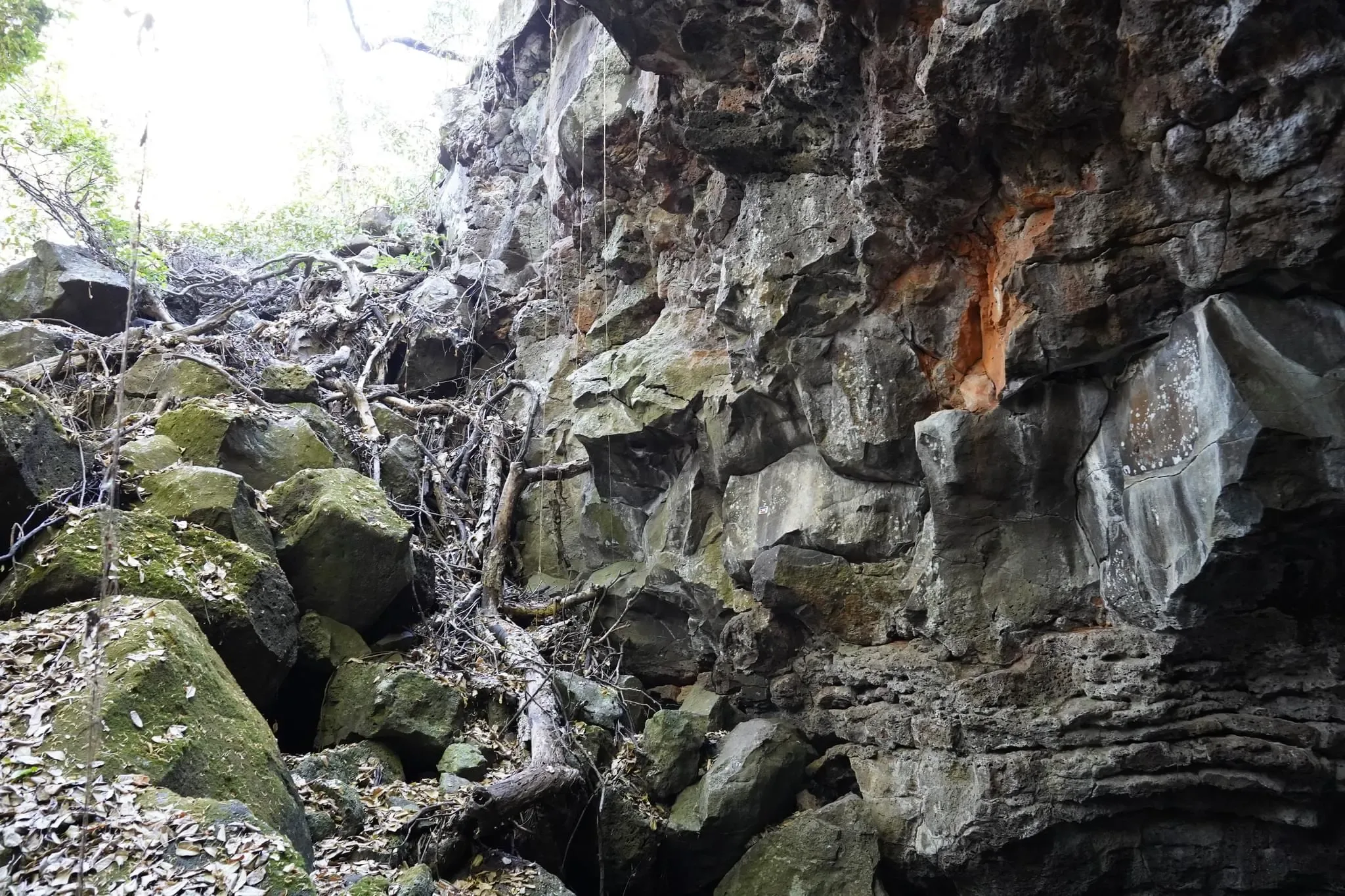 77 photos of Overgrowing Lava Tube