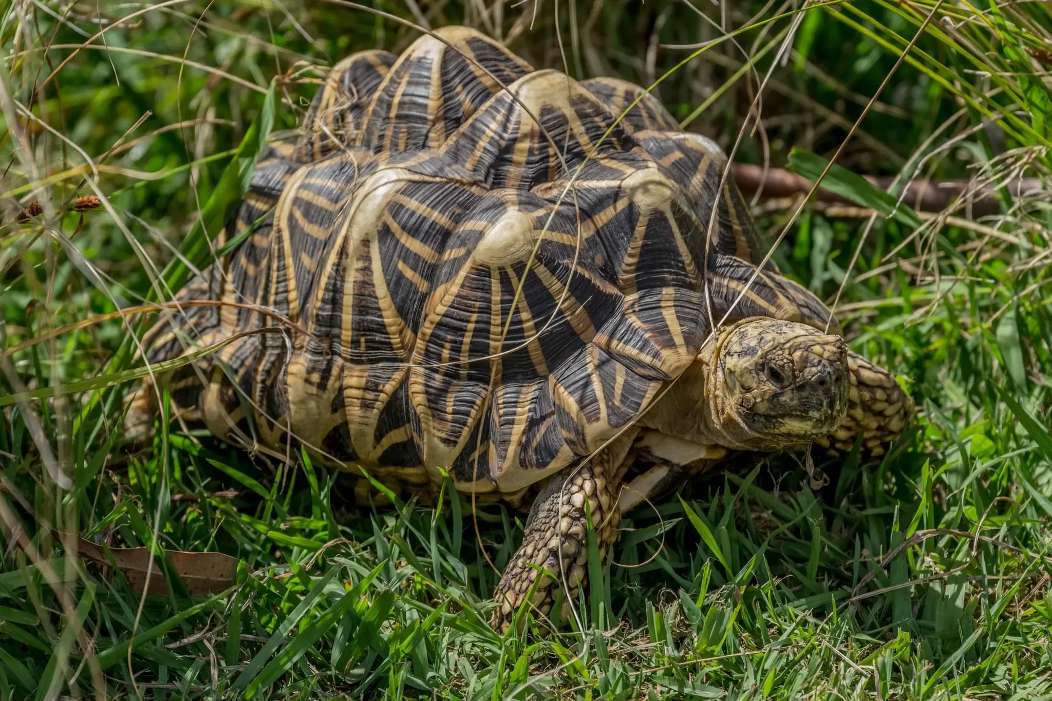 56 photos of Star Tortoise