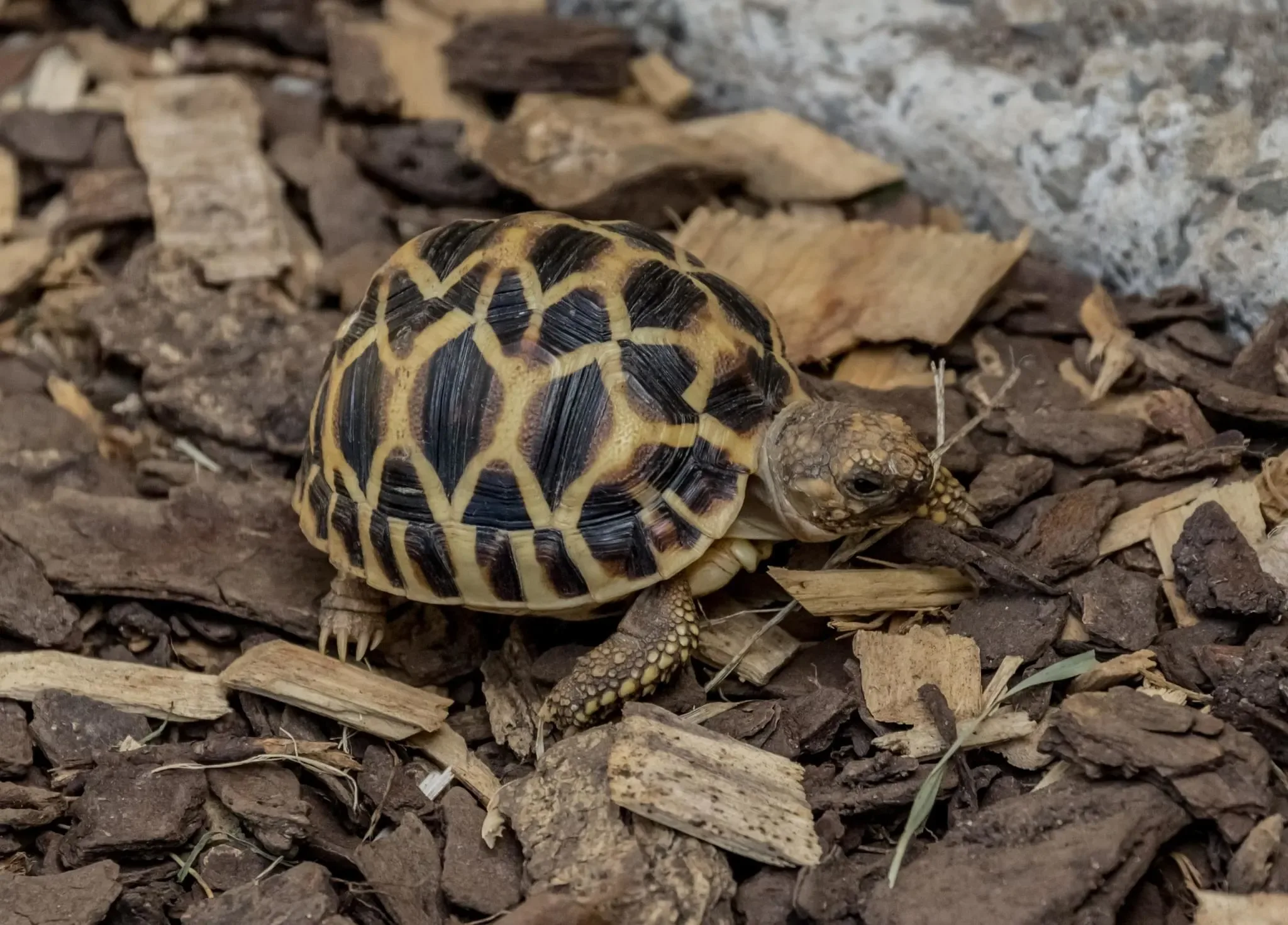 56 photos of Star Tortoise