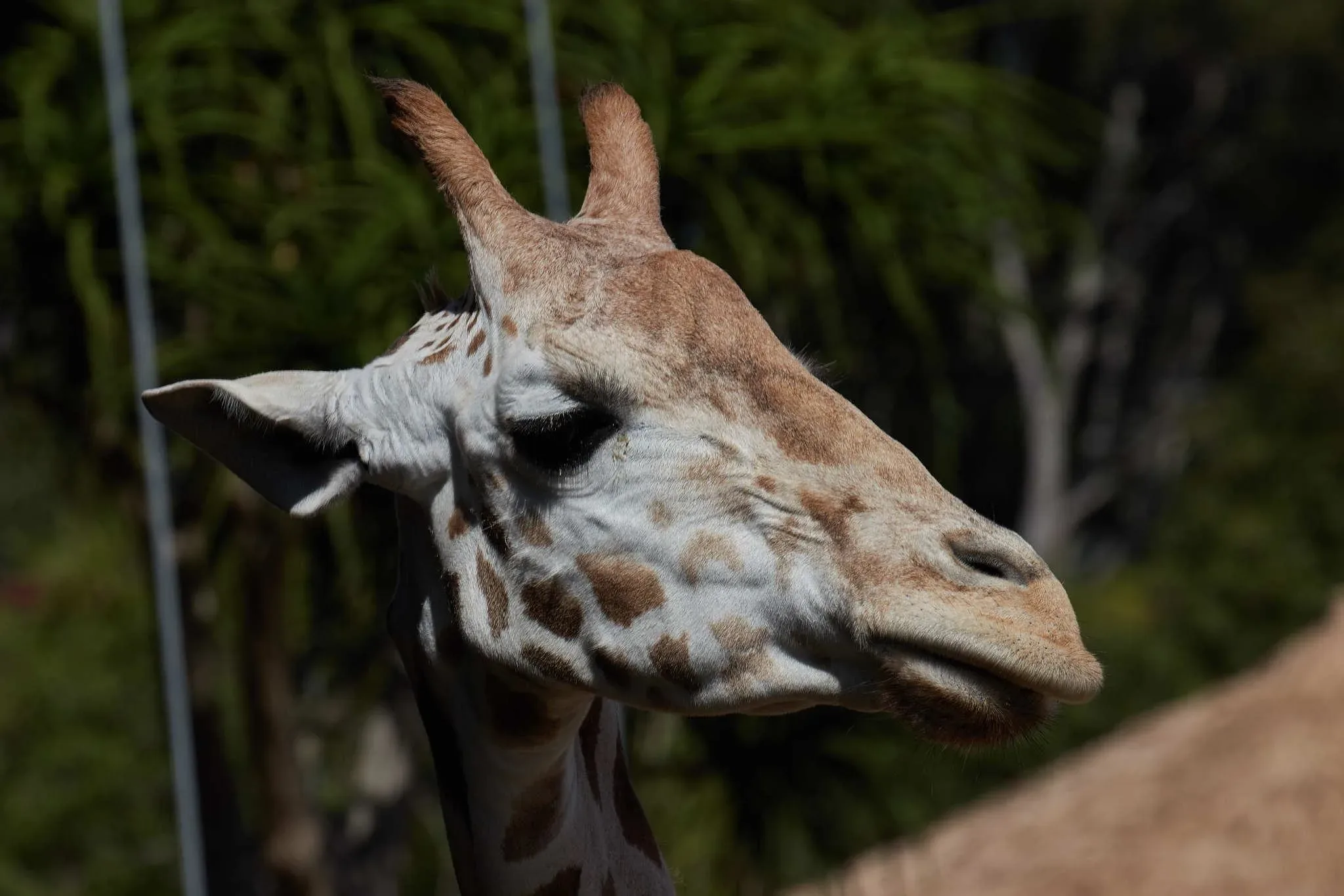 296 photos of Giraffes