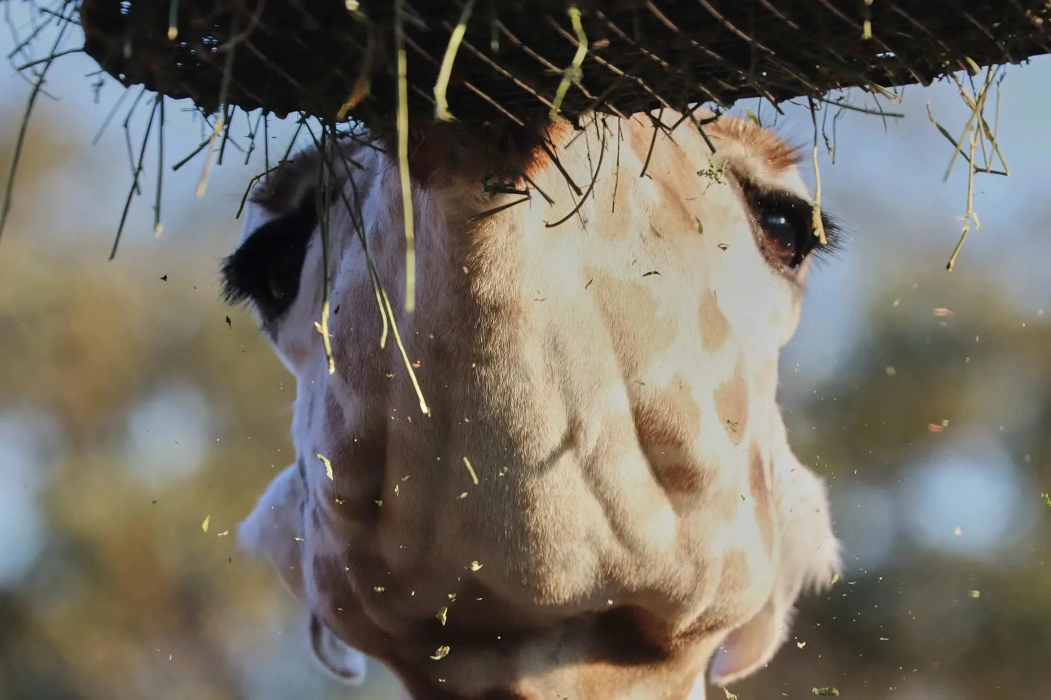 296 photos of Giraffes