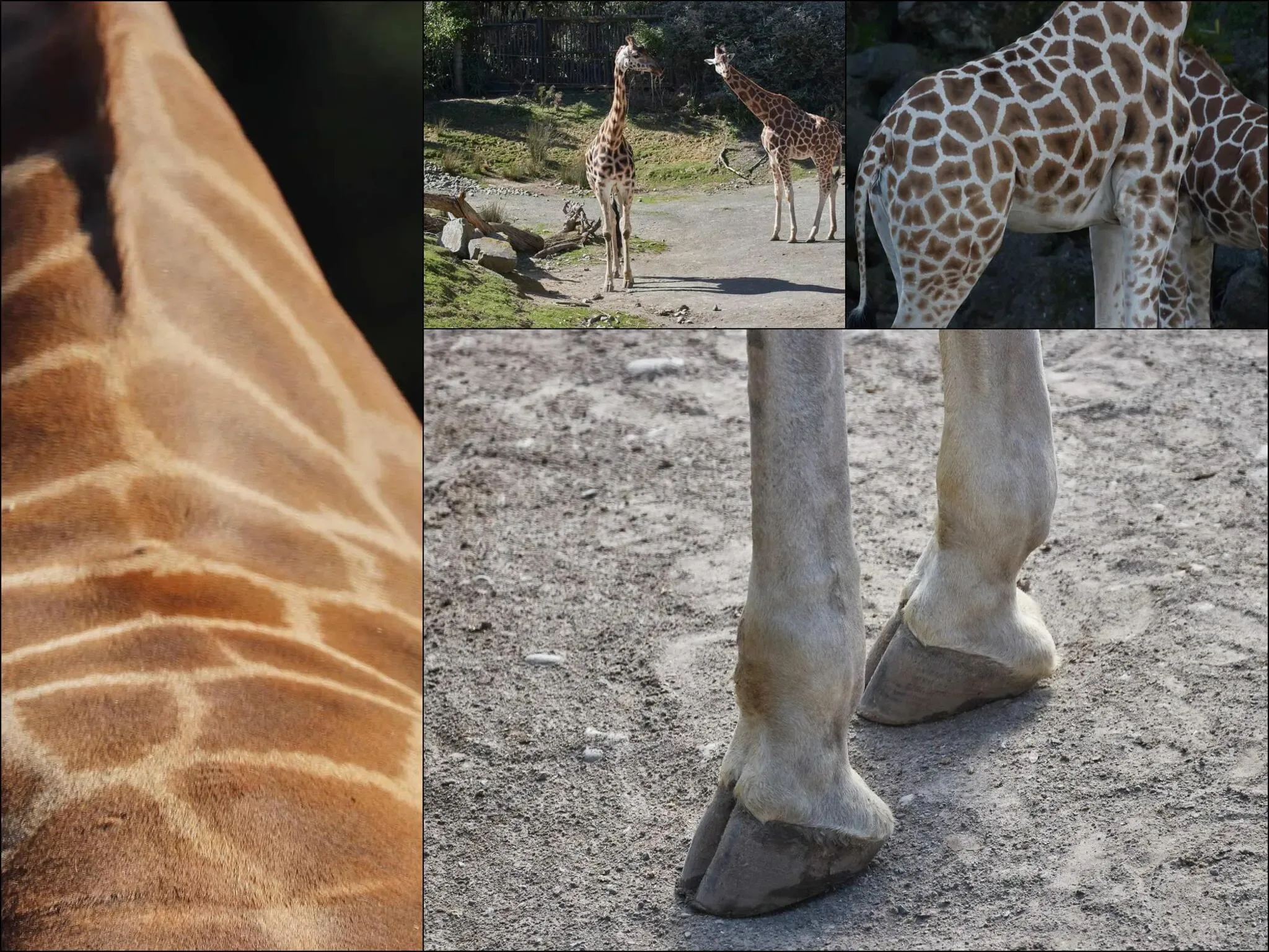 296 photos of Giraffes