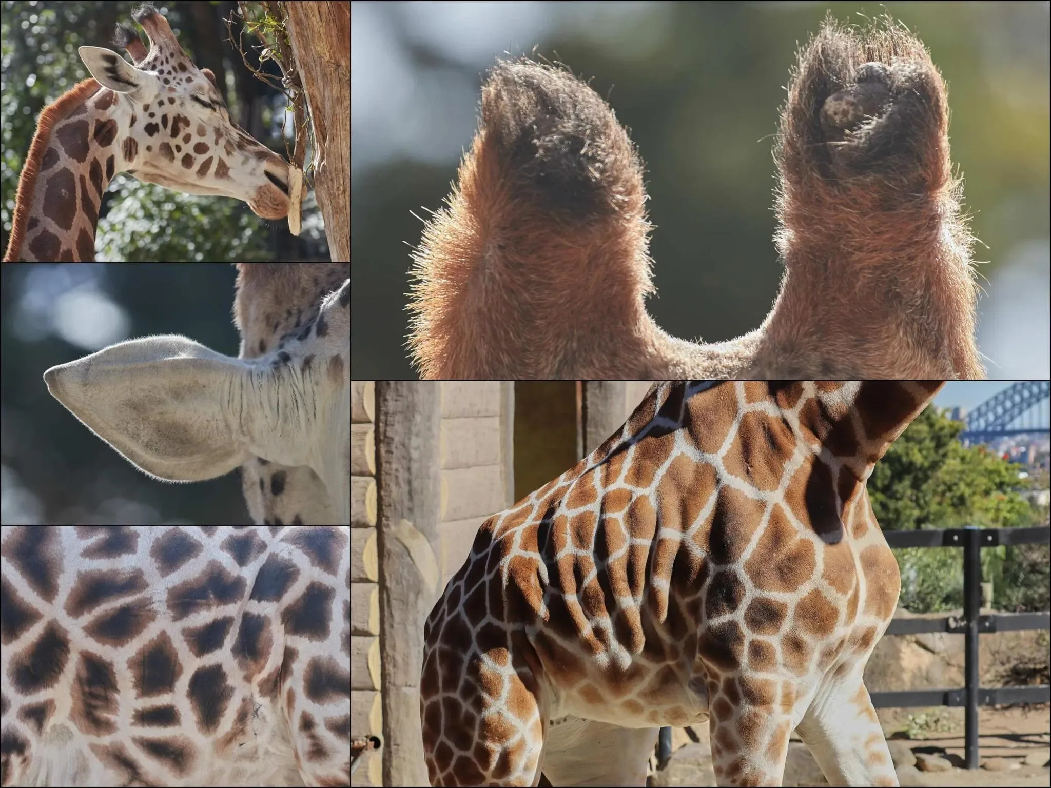 296 photos of Giraffes