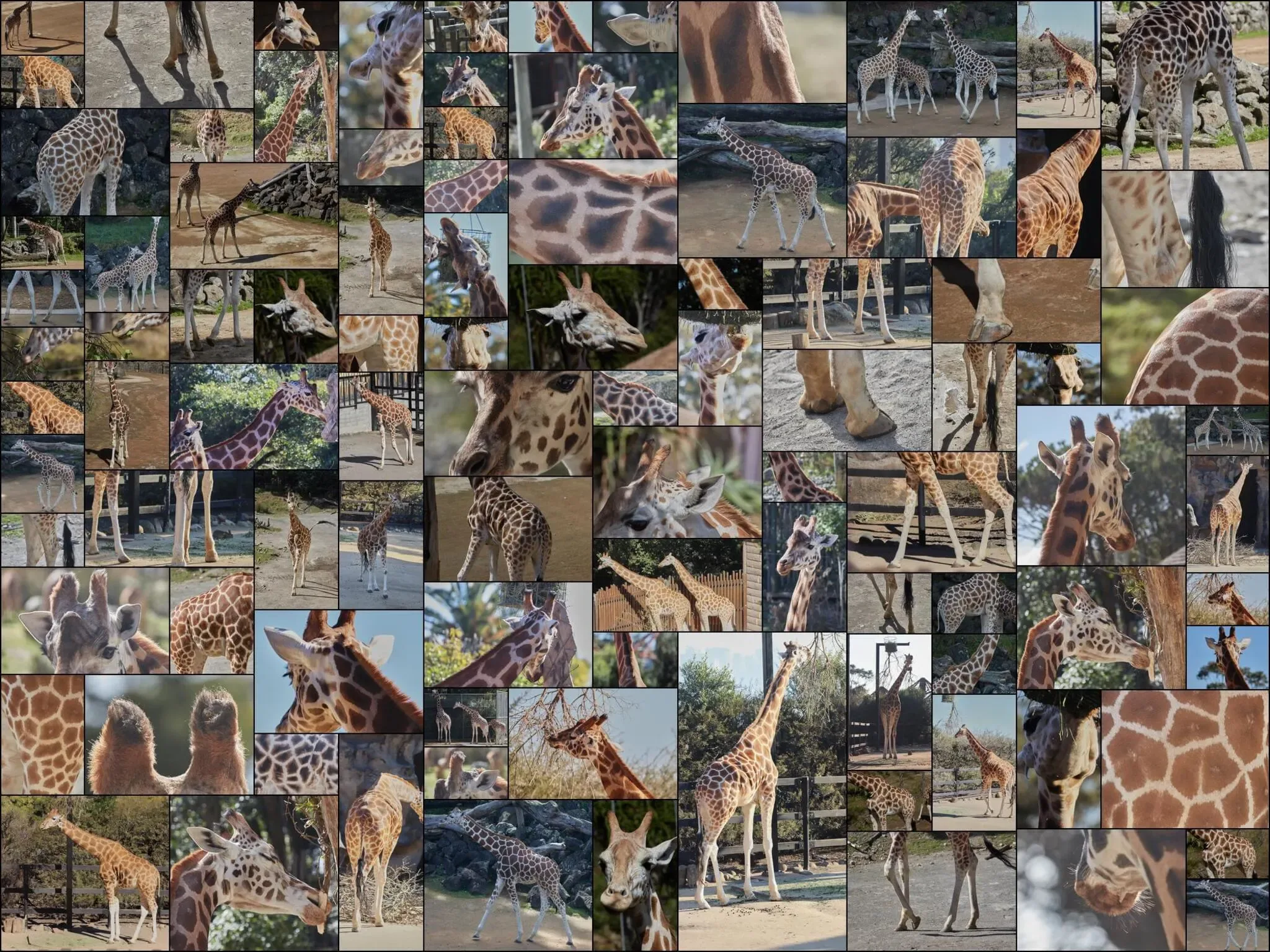 296 photos of Giraffes