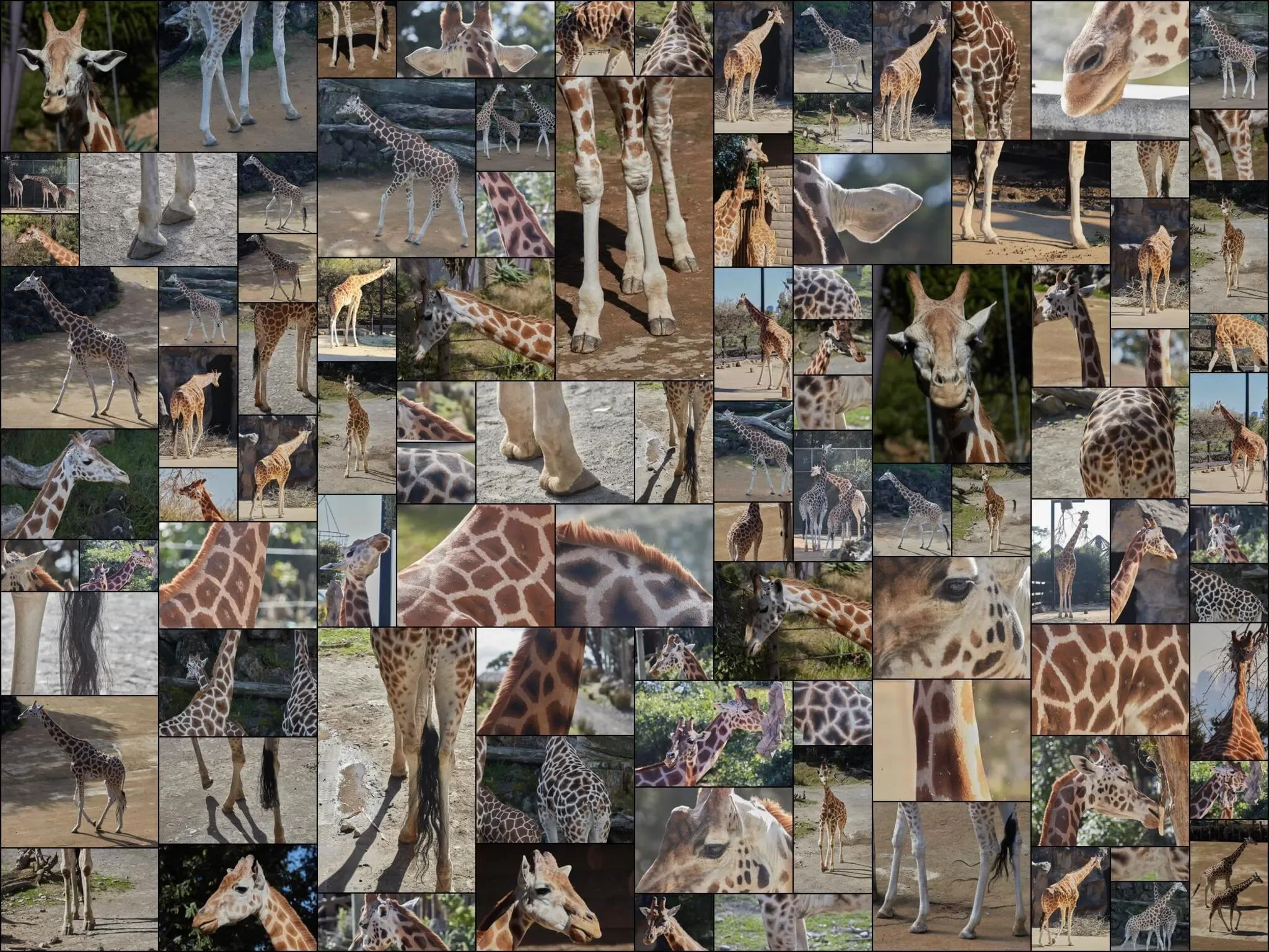 296 photos of Giraffes