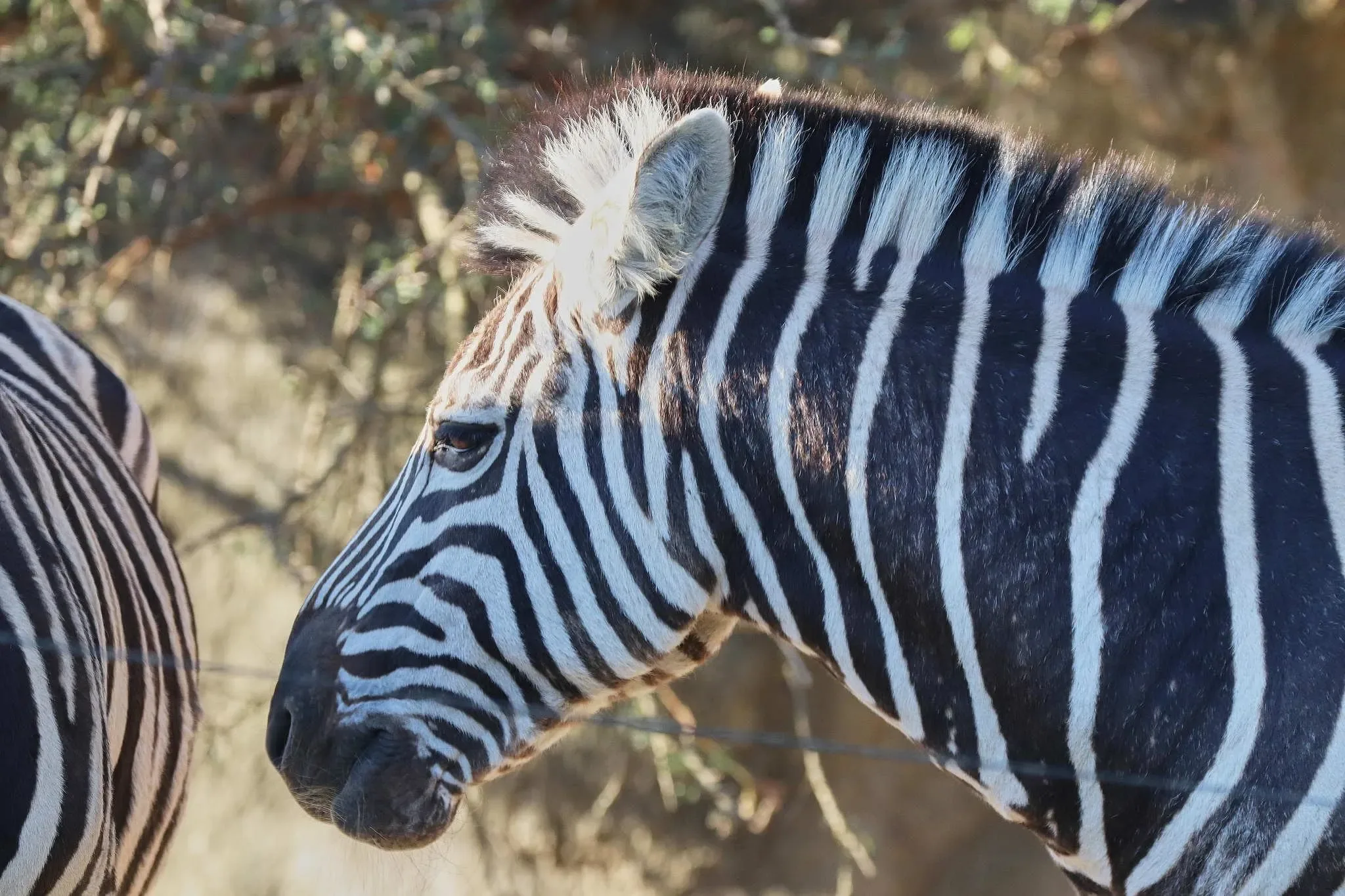 162 photos of Zebras