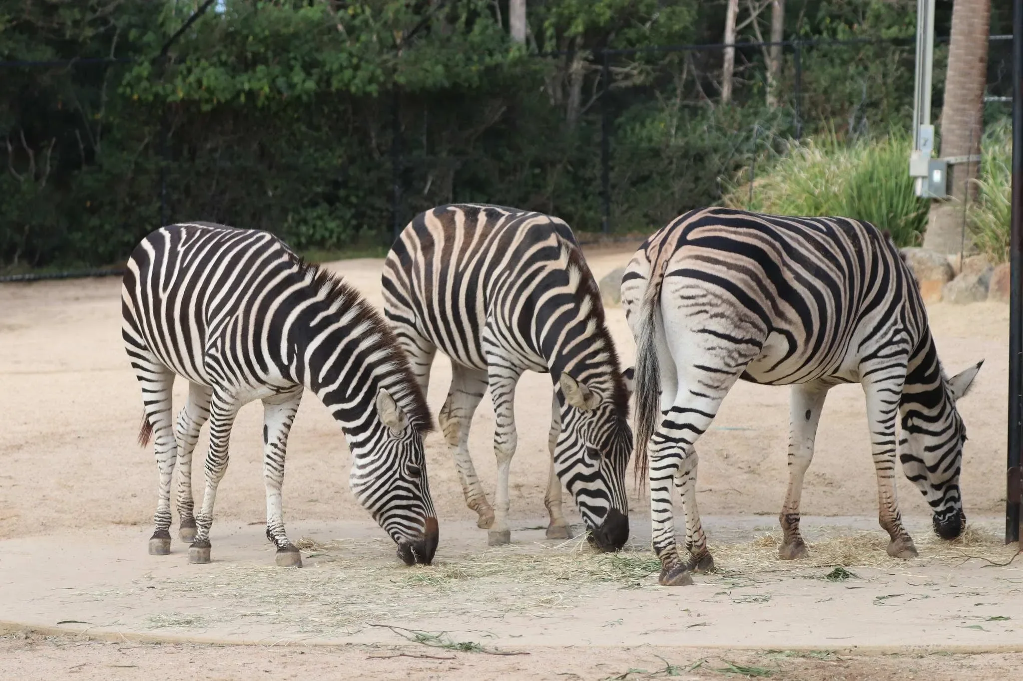 162 photos of Zebras