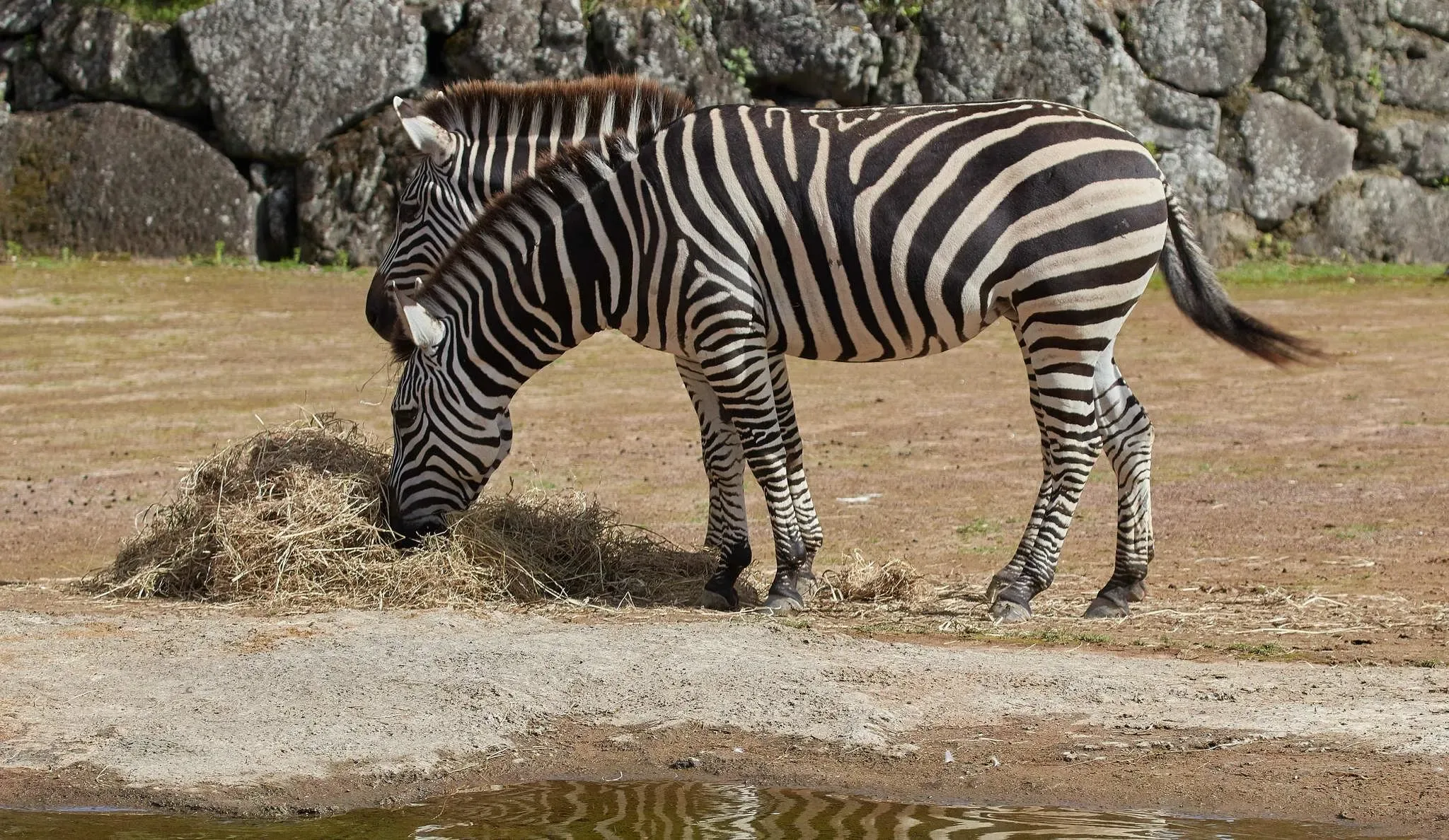 162 photos of Zebras