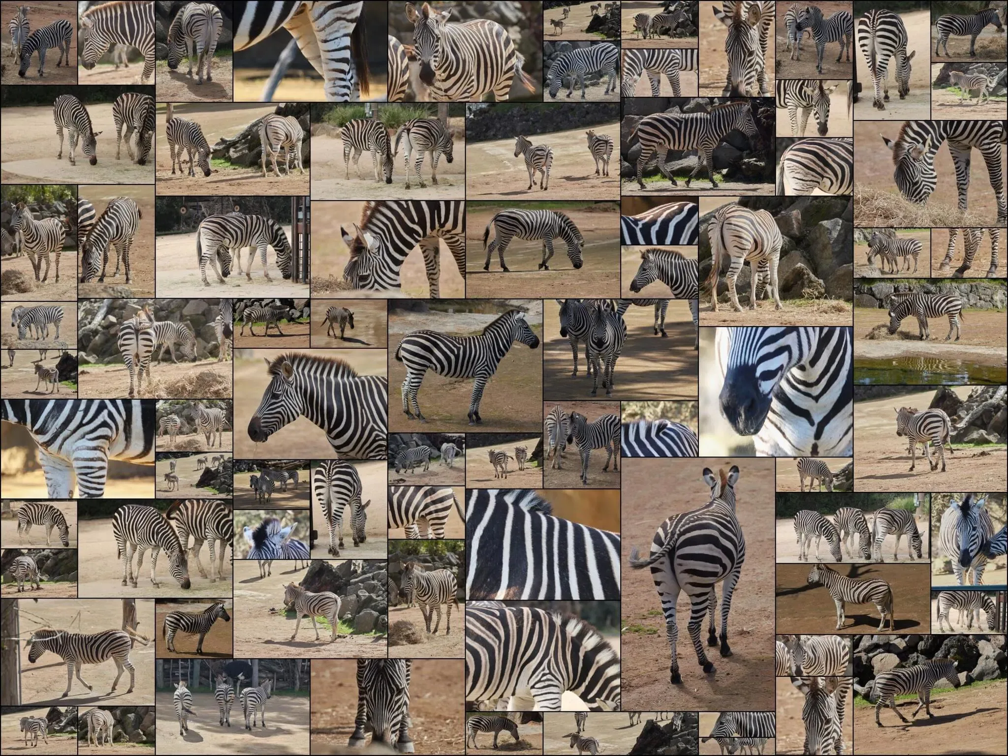 162 photos of Zebras