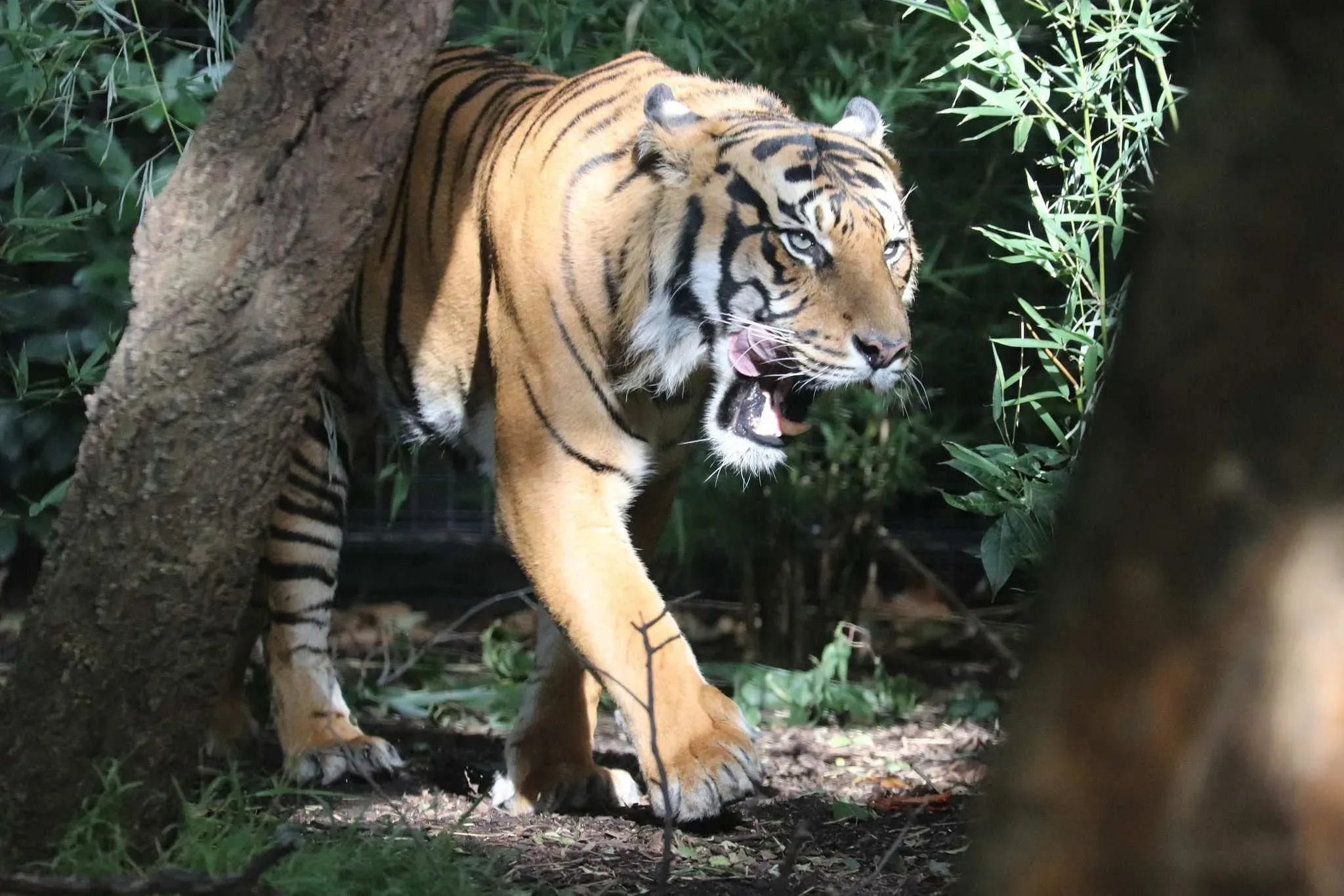 182 photos of Tigers