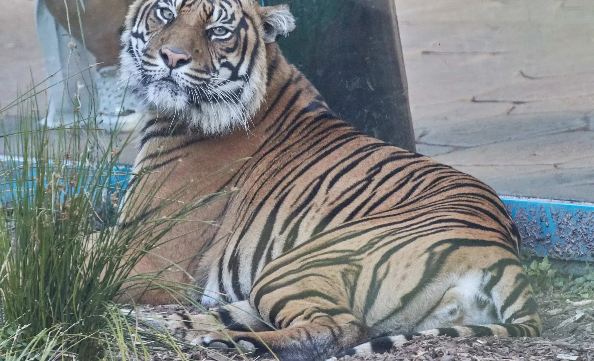 182 photos of Tigers