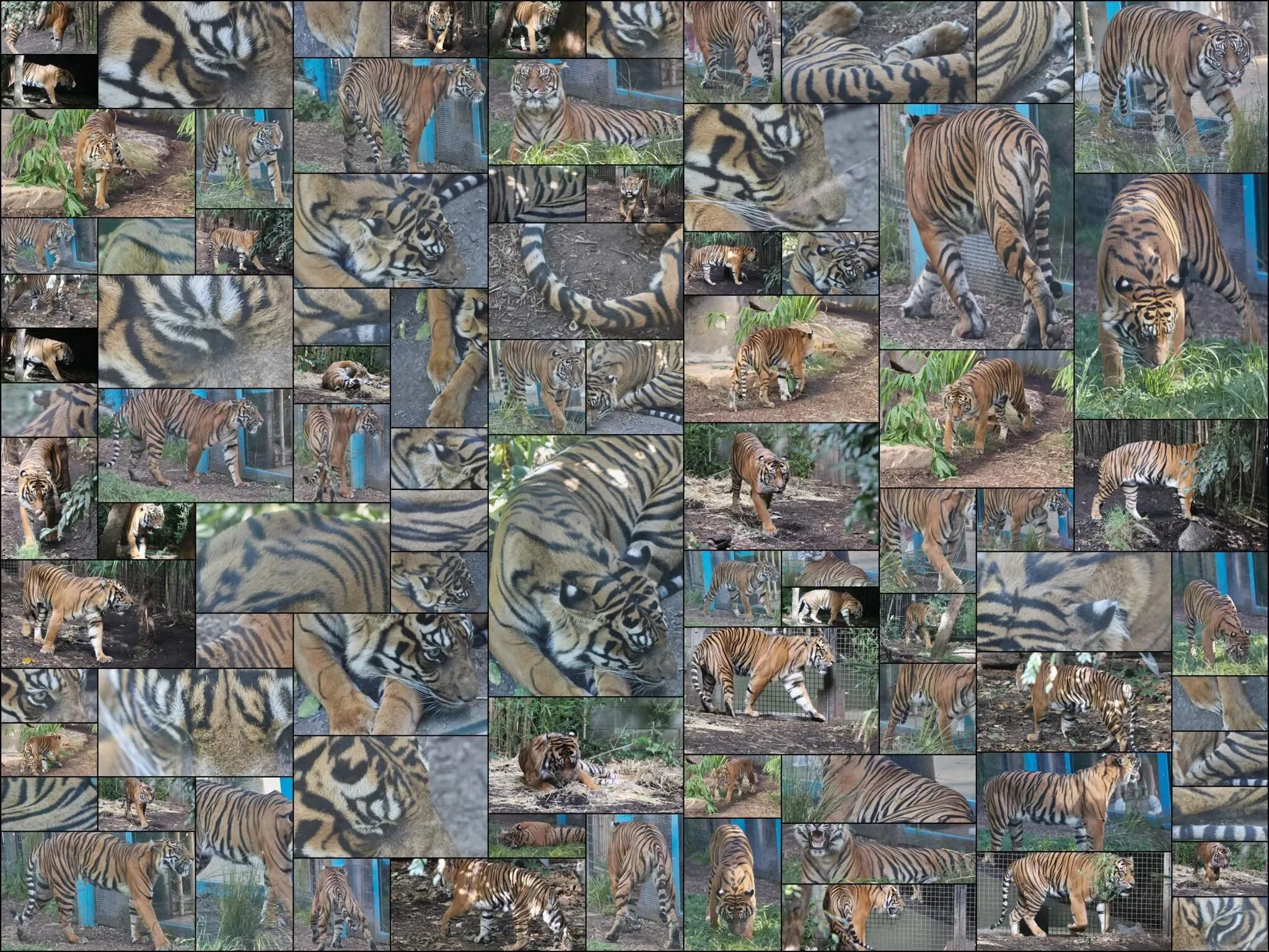 182 photos of Tigers