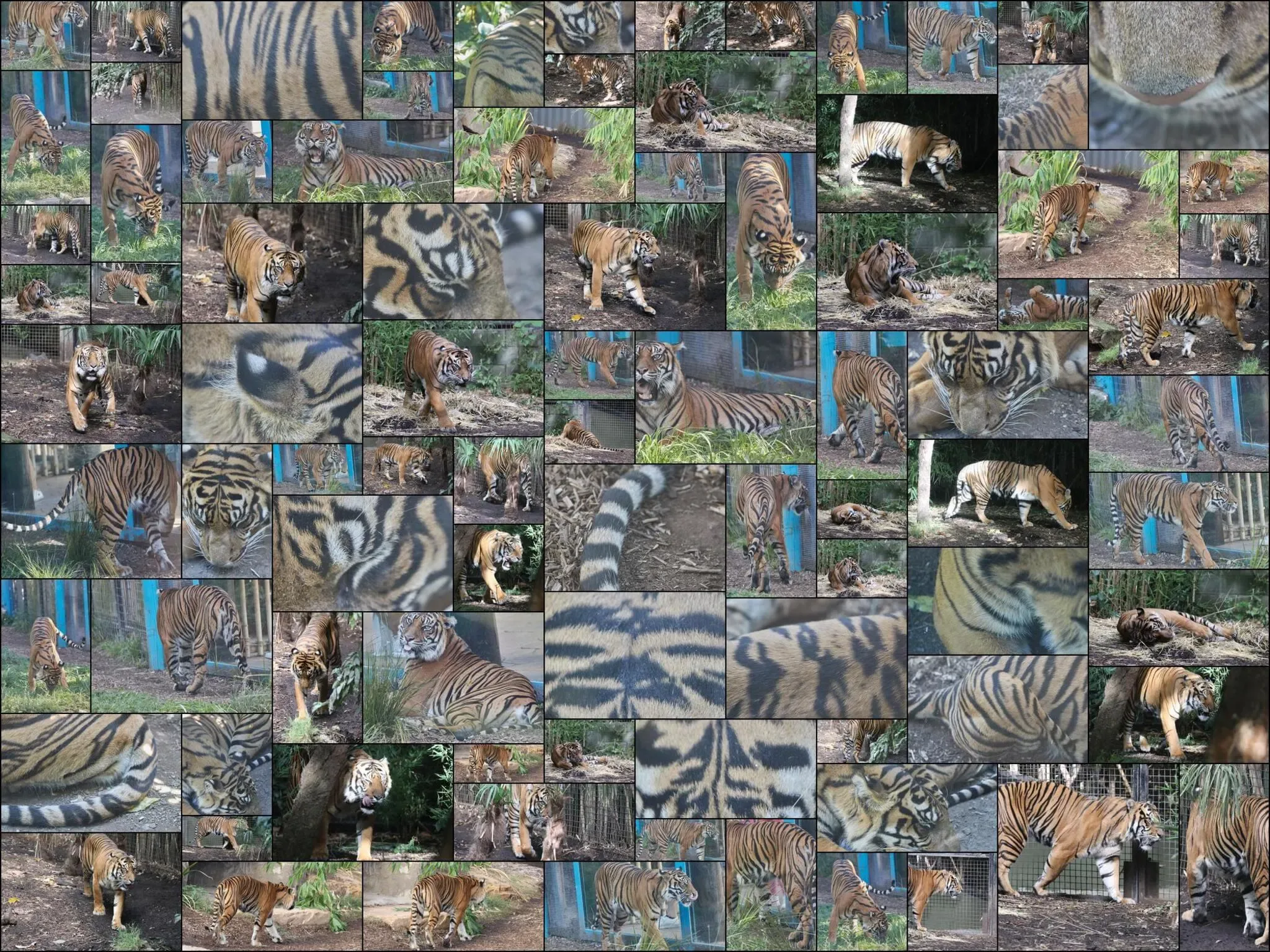 182 photos of Tigers