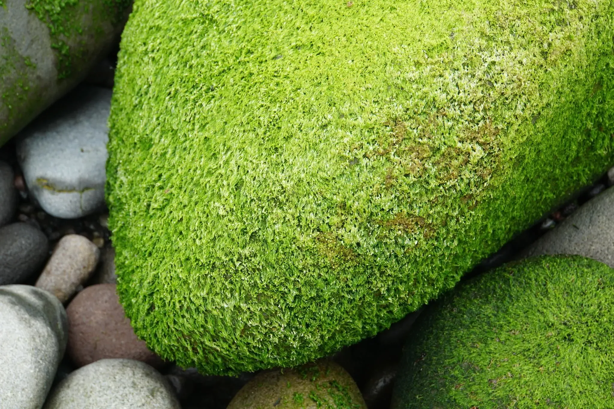 61 photos of Wet Green Mossy Pebbles