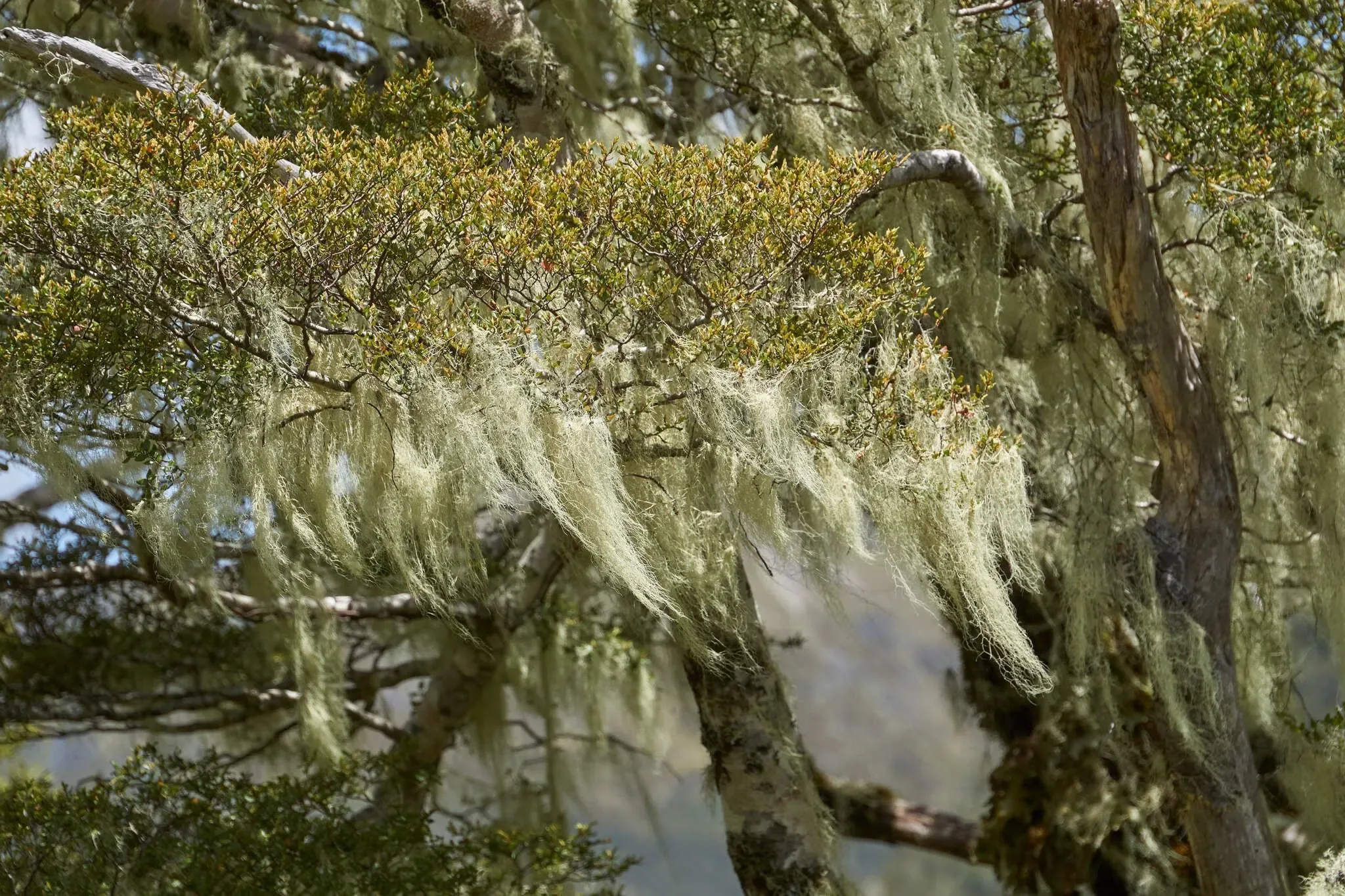 234 photos of Mossy Bushland