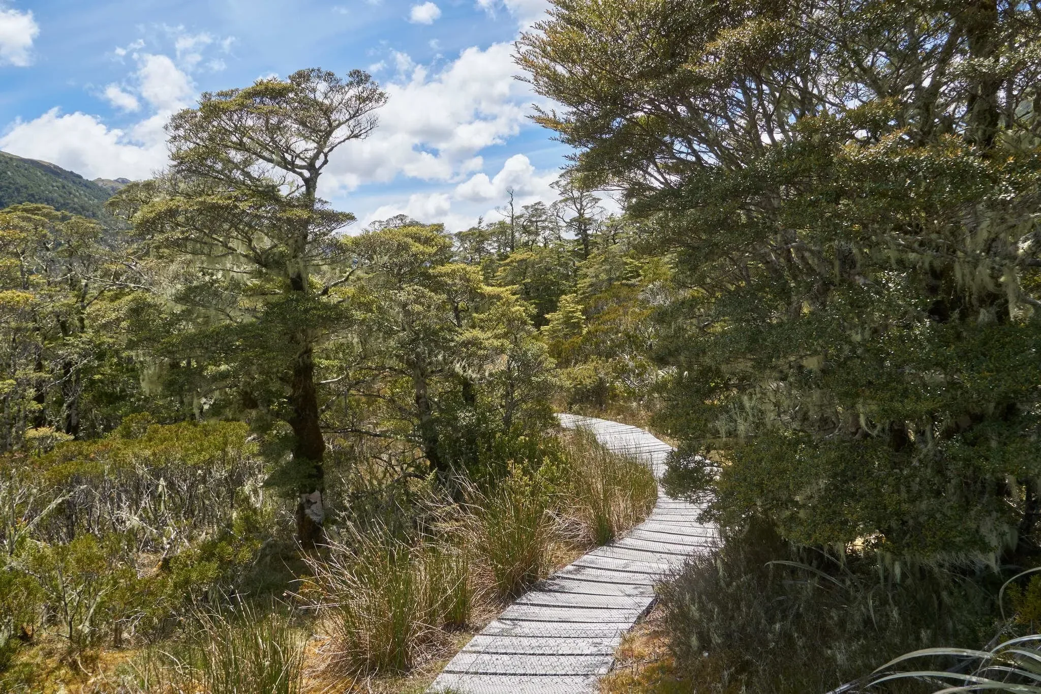 234 photos of Mossy Bushland