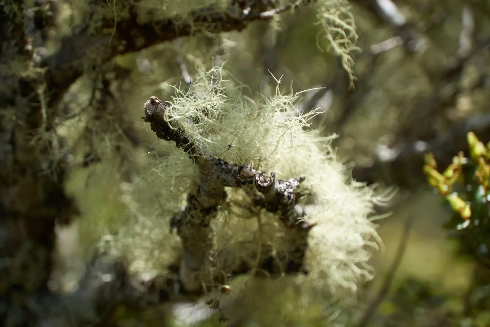 234 photos of Mossy Bushland