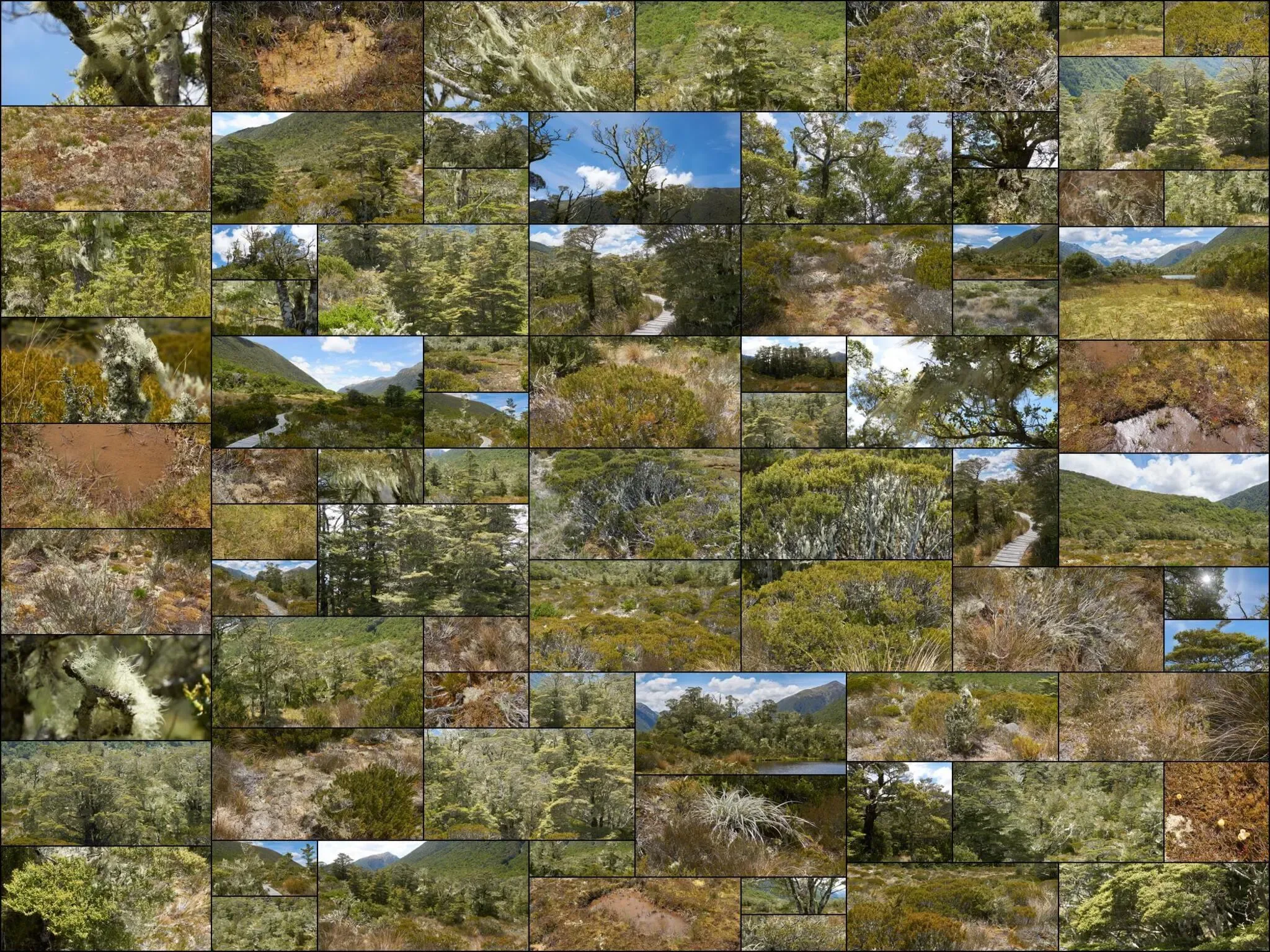 234 photos of Mossy Bushland