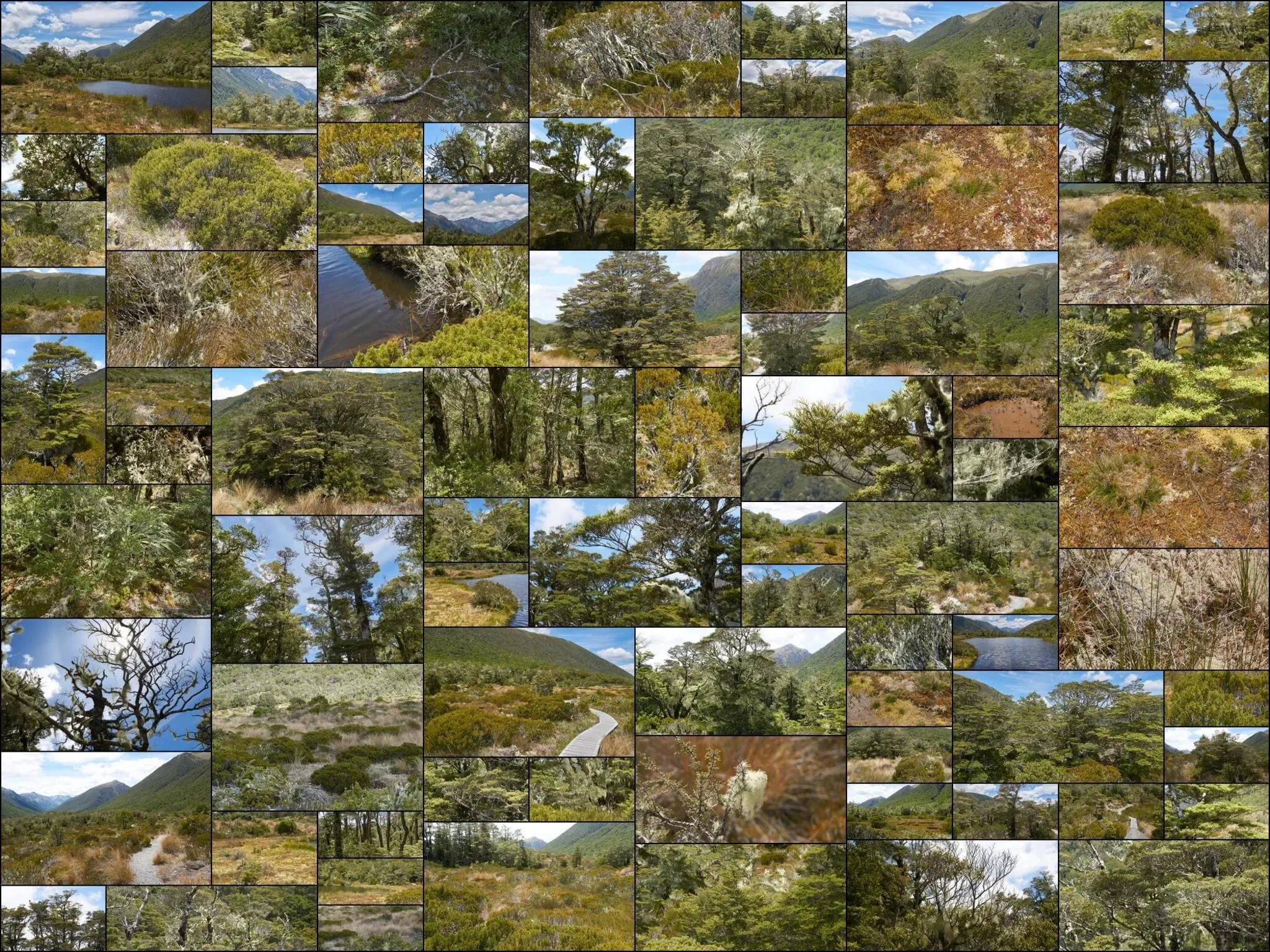 234 photos of Mossy Bushland