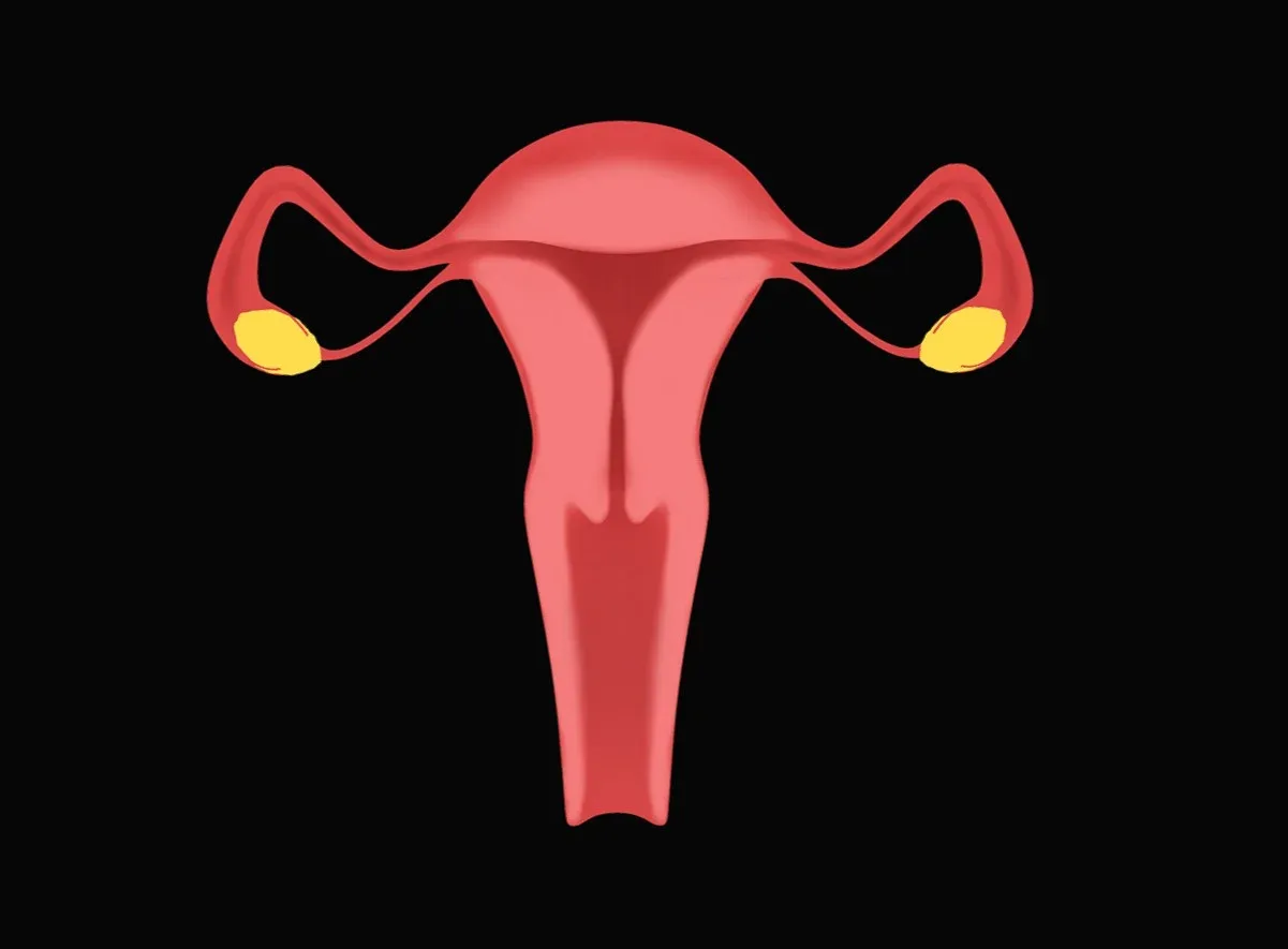 Female Reproductive System