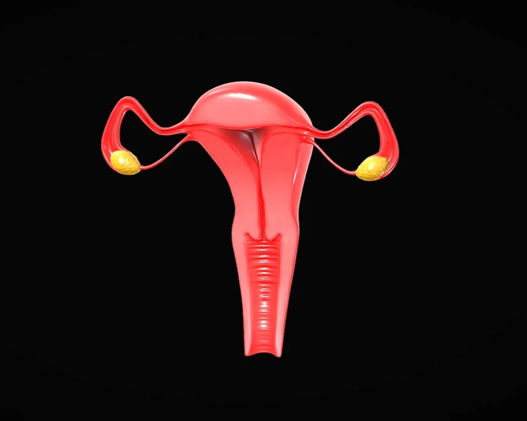 Female Reproductive System