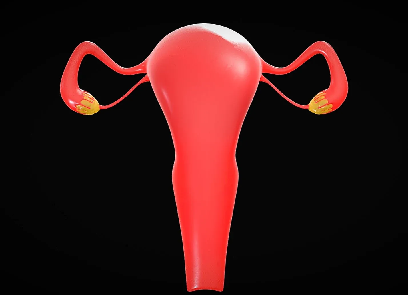 Female Reproductive System