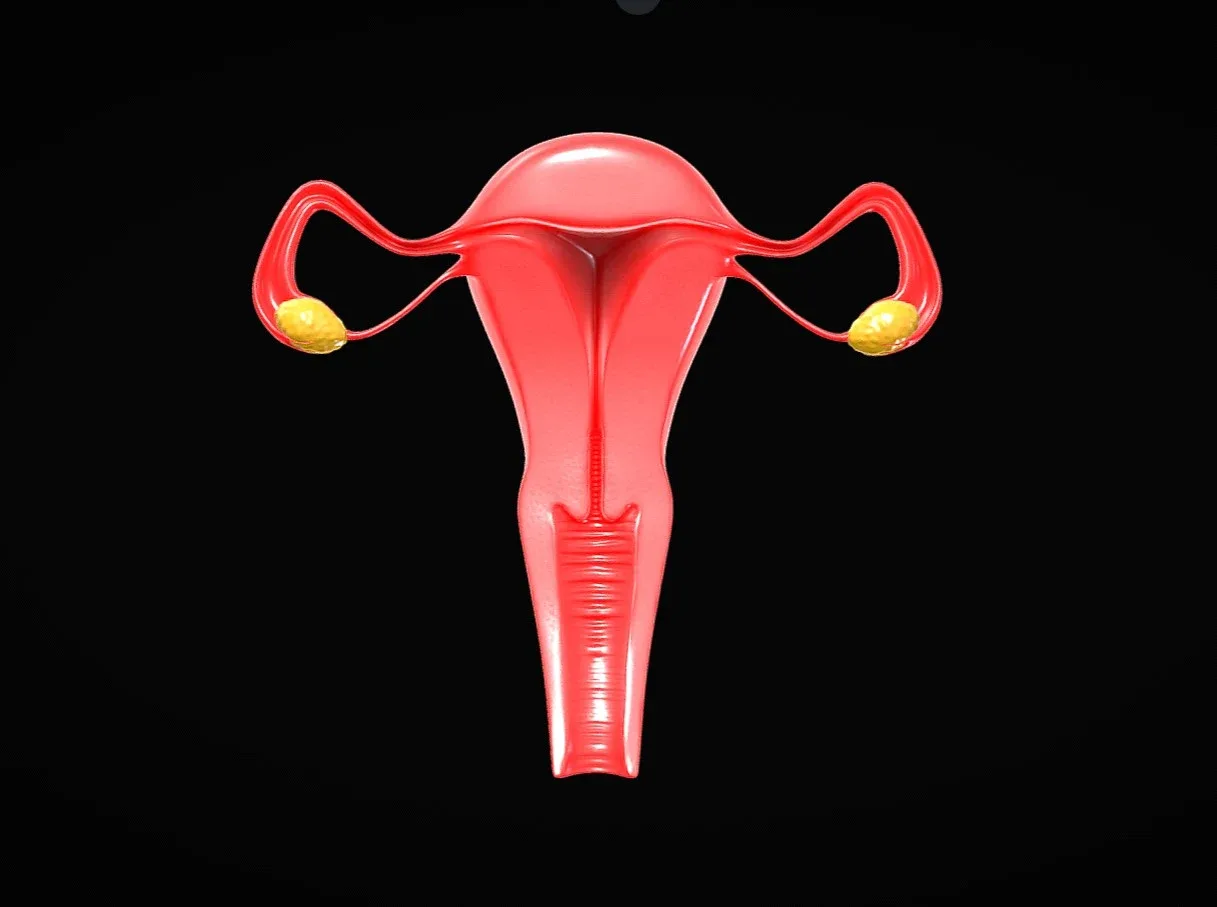 Female Reproductive System