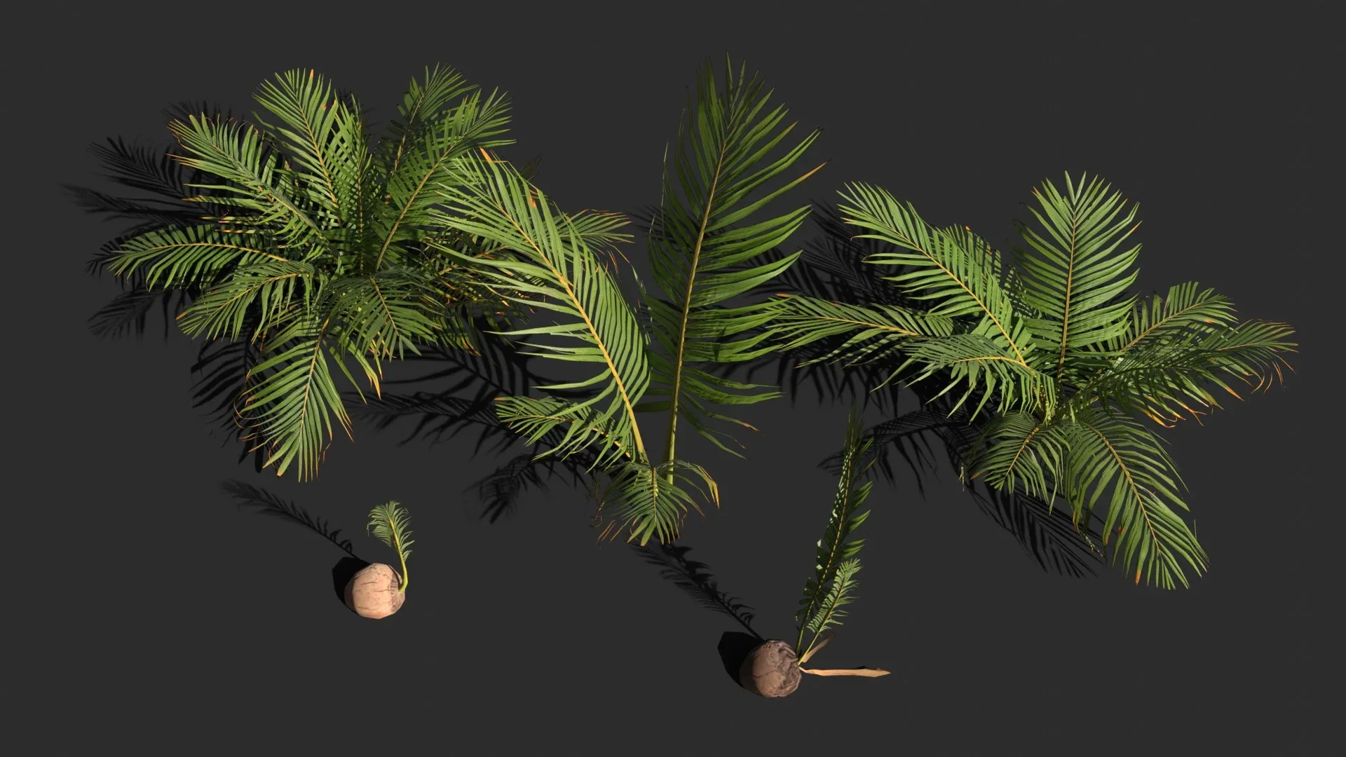 Modular Coconut Palm Trees - Cocos Nucifera