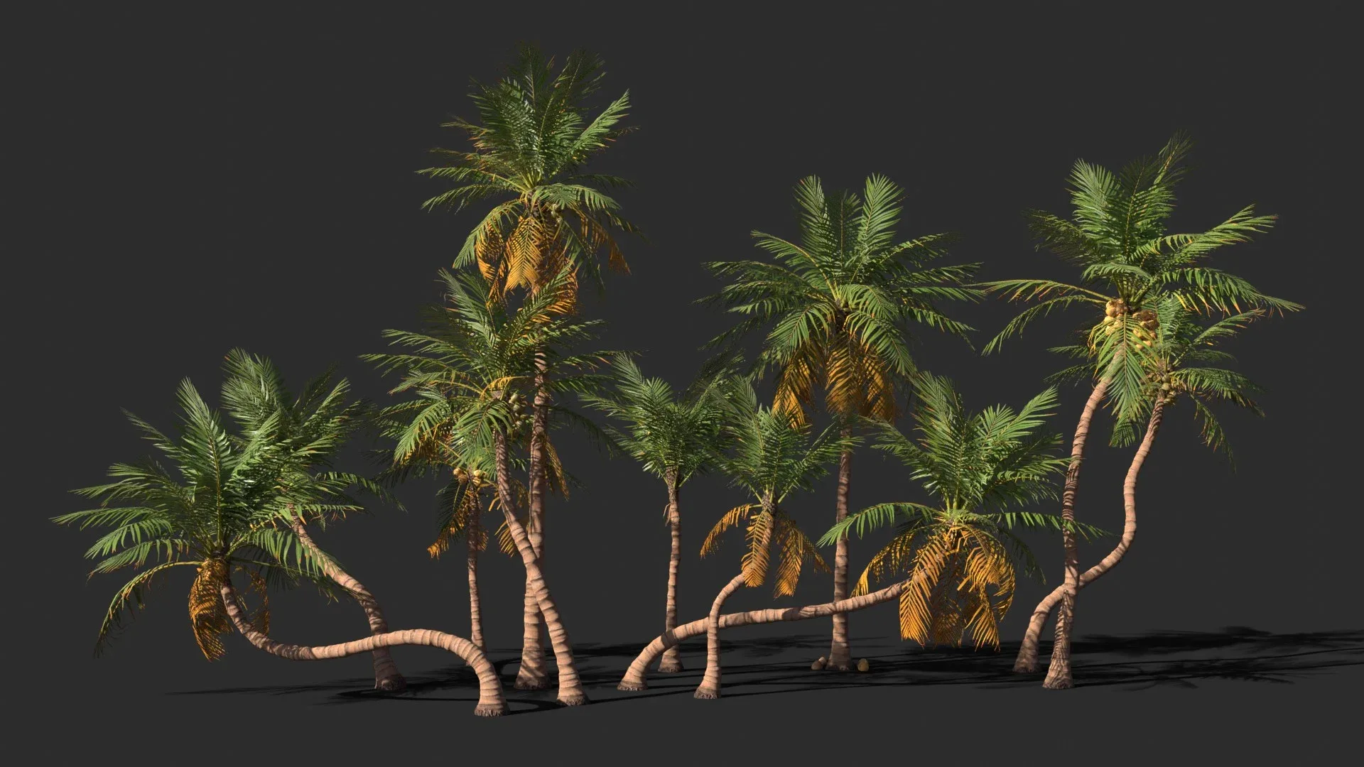 Modular Coconut Palm Trees - Cocos Nucifera