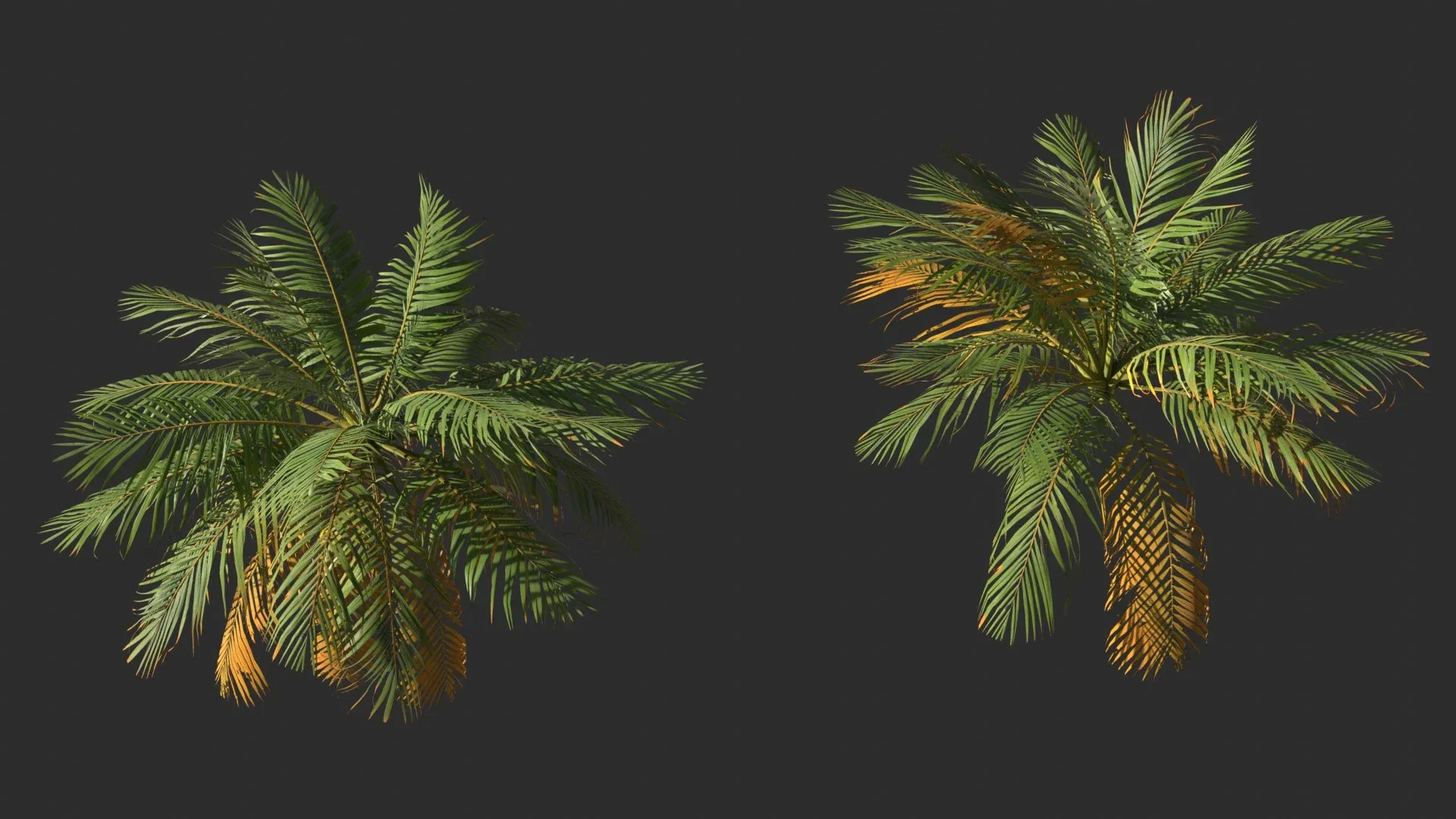 Modular Coconut Palm Trees - Cocos Nucifera