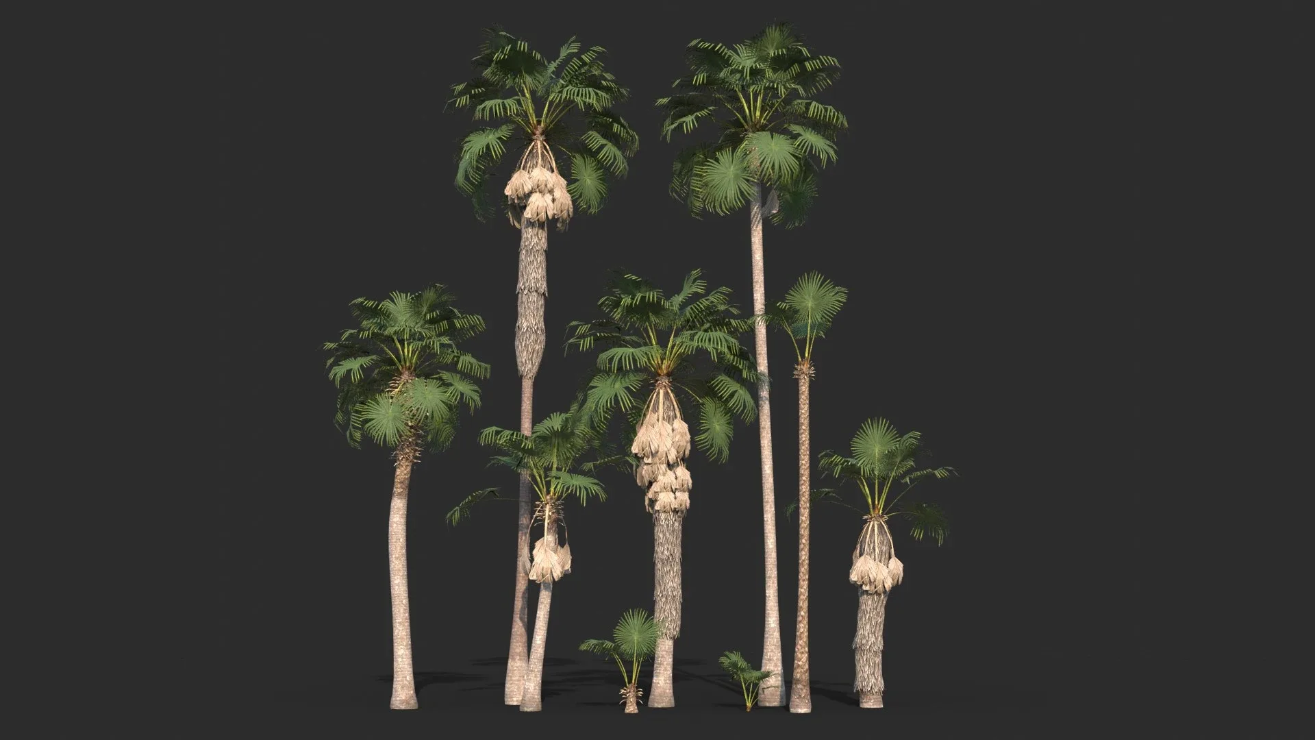 Modular Mexican Fan Palm Tree - Washingtonia Robusta