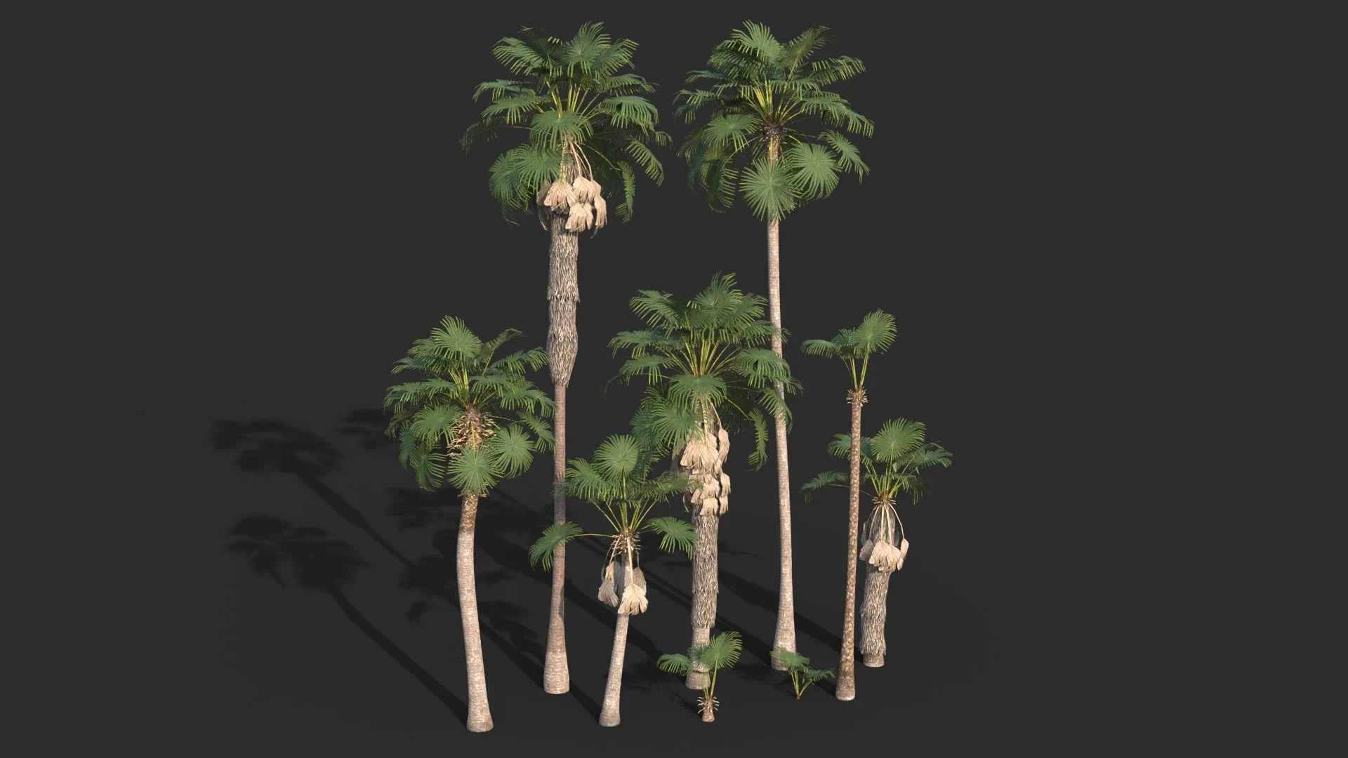 Modular Mexican Fan Palm Tree - Washingtonia Robusta