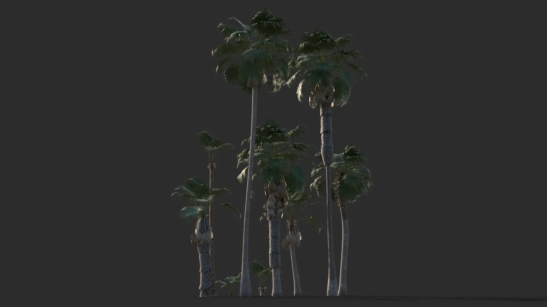 Modular Mexican Fan Palm Tree - Washingtonia Robusta