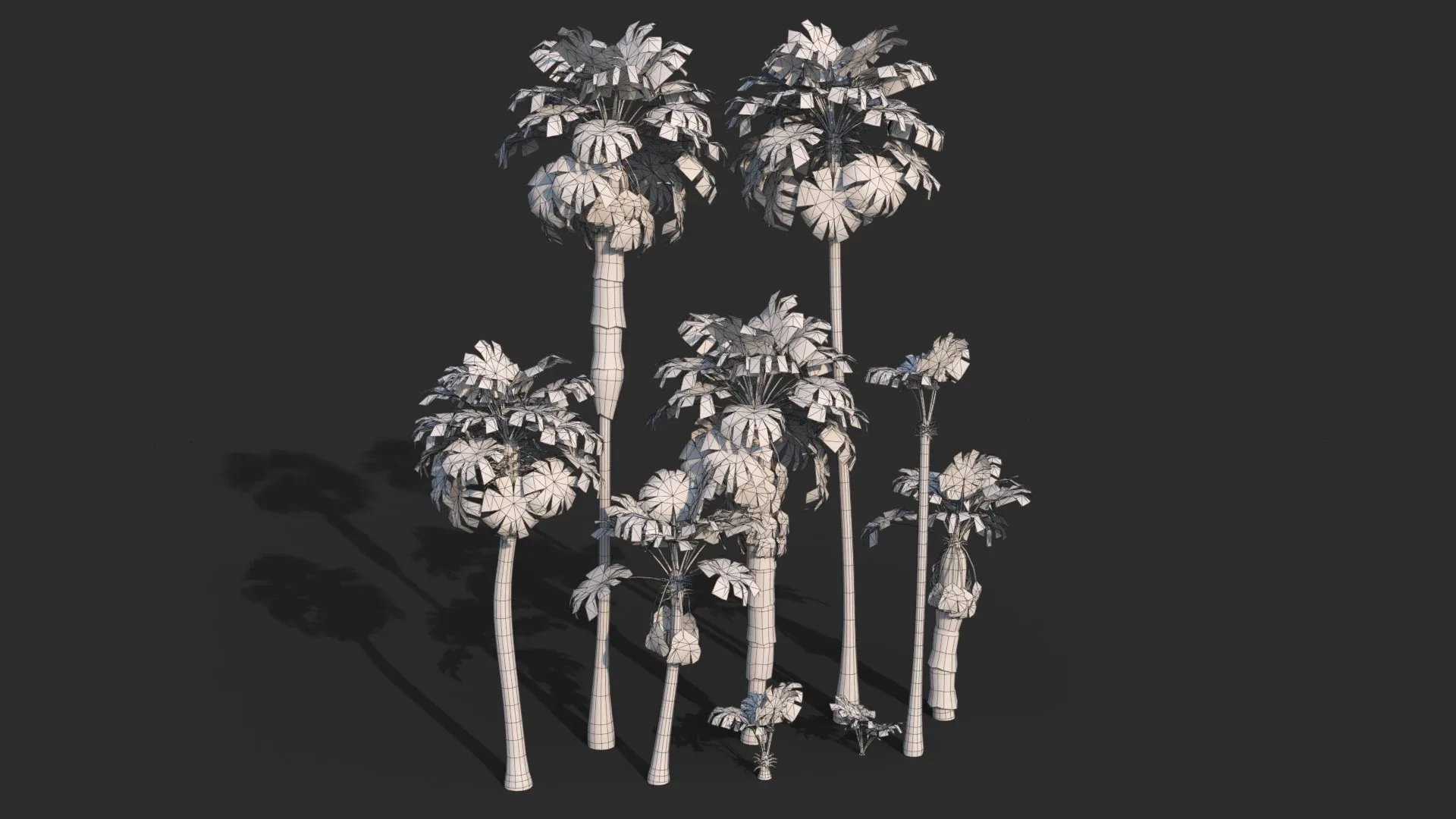 Modular Mexican Fan Palm Tree - Washingtonia Robusta