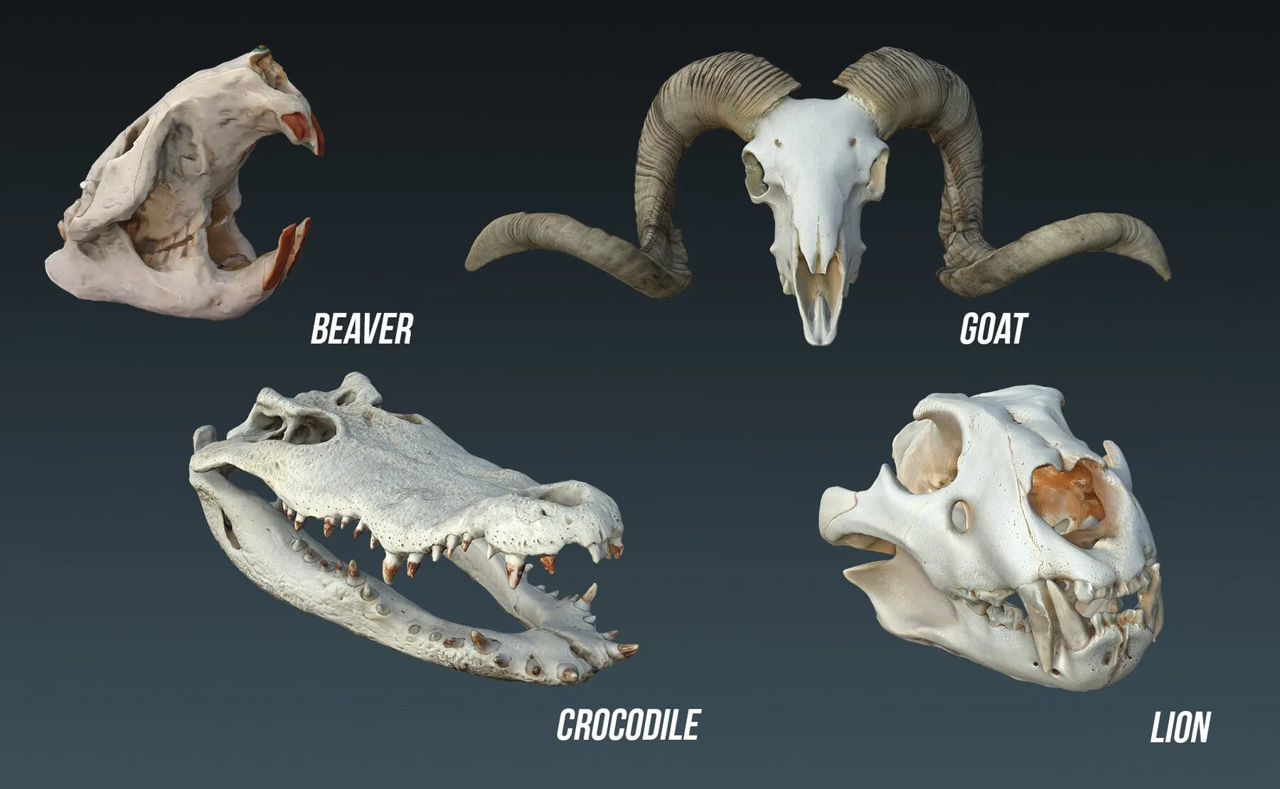 Animal Skulls 3D Models (OBJ)