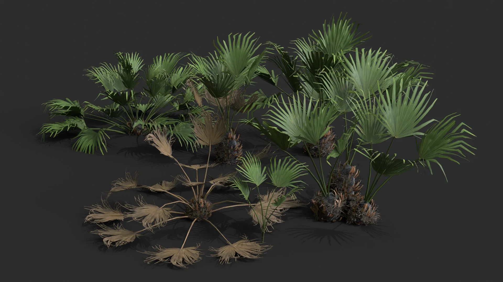 Modular Needle Palm Tree - Rhapidophyllum Hystrix