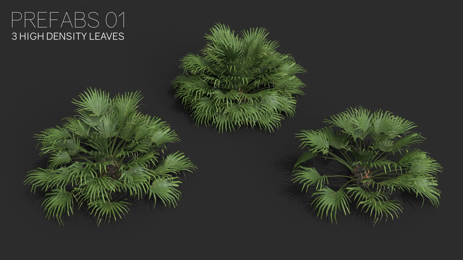 Modular Needle Palm Tree - Rhapidophyllum Hystrix