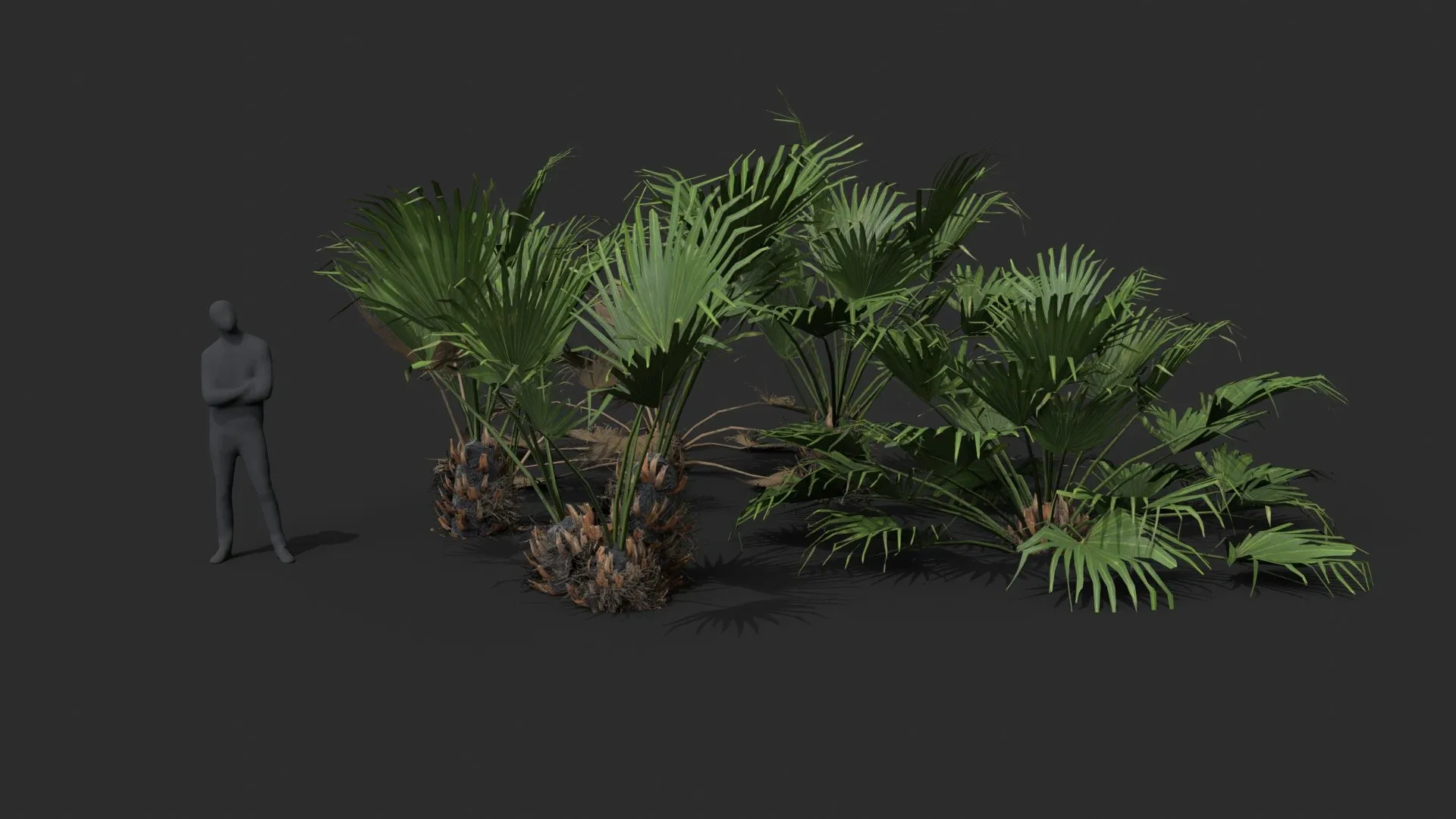 Modular Needle Palm Tree - Rhapidophyllum Hystrix