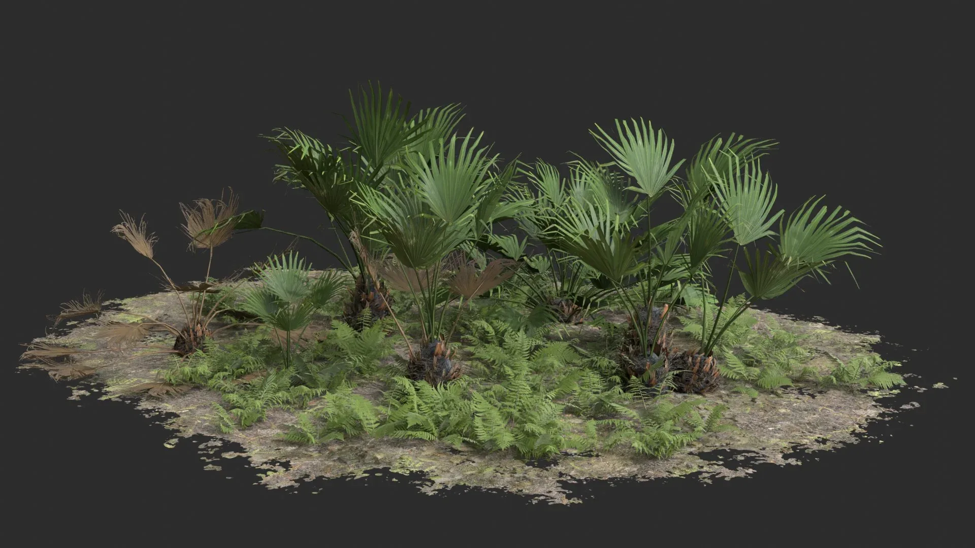 Modular Needle Palm Tree - Rhapidophyllum Hystrix